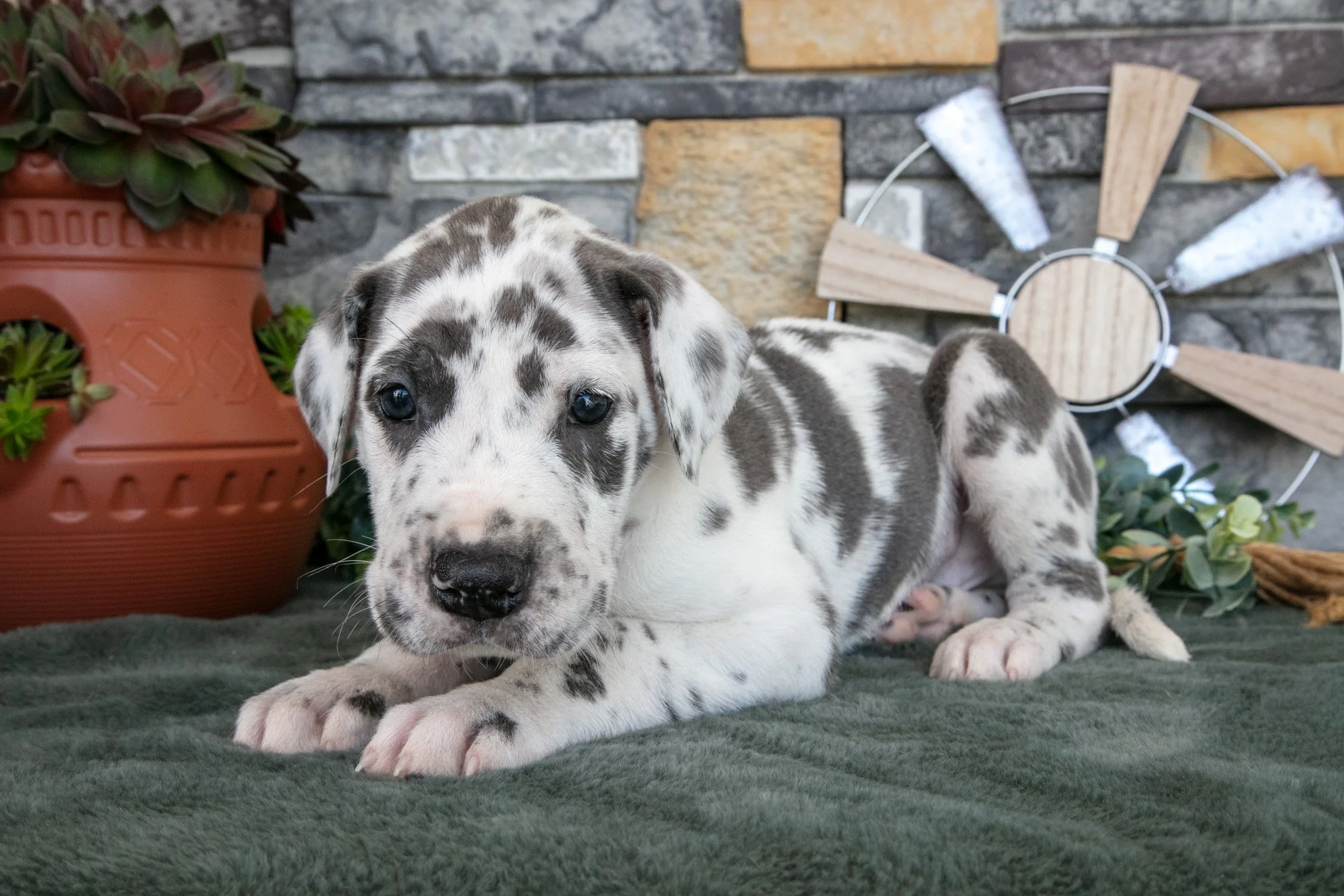 Twister - $1,800