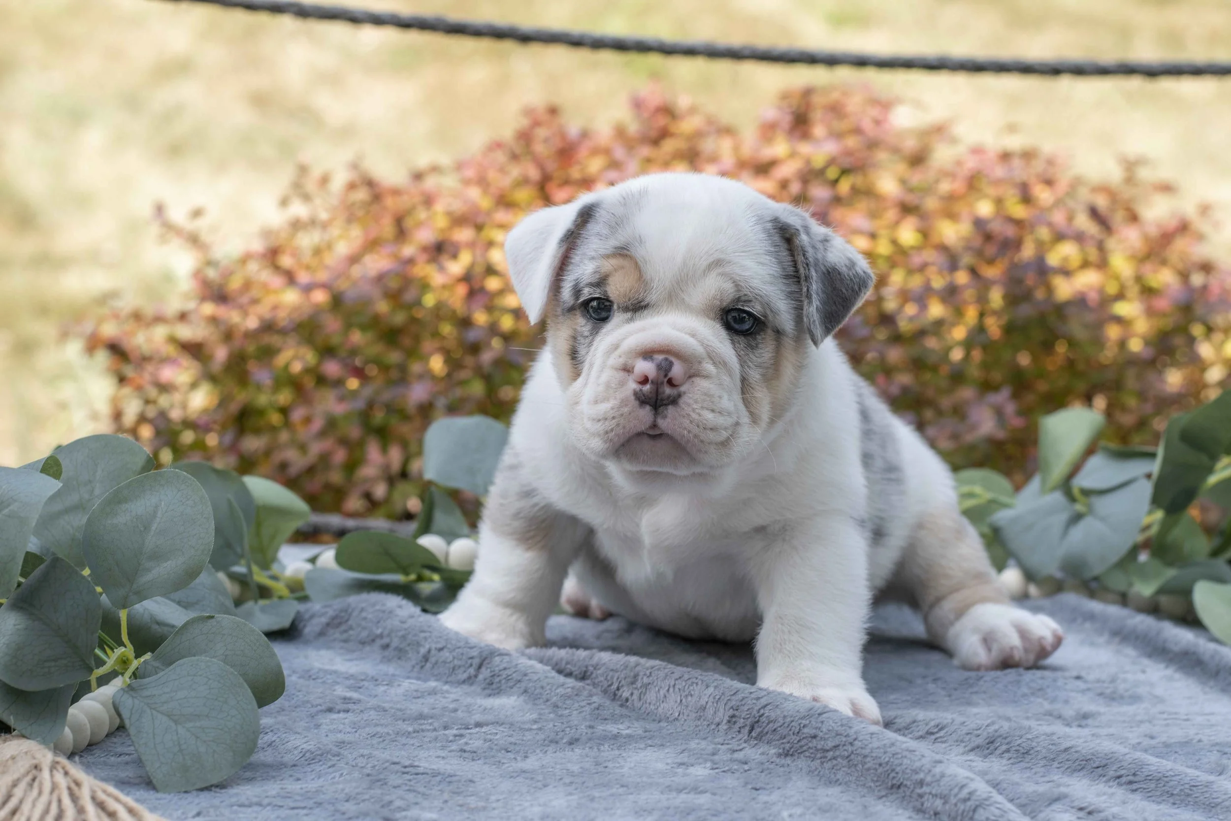 Buster - $950