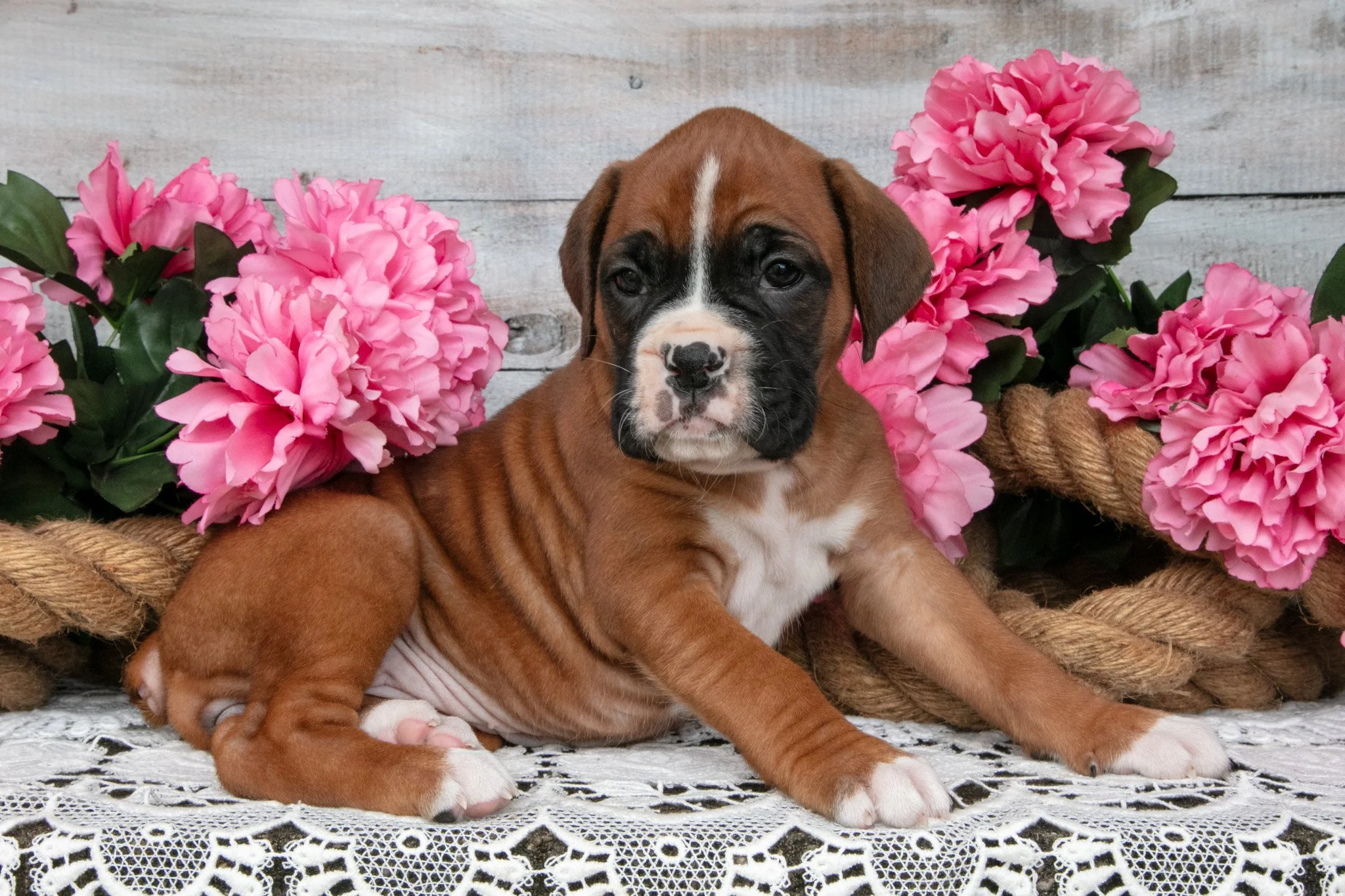 Daisy - Sold