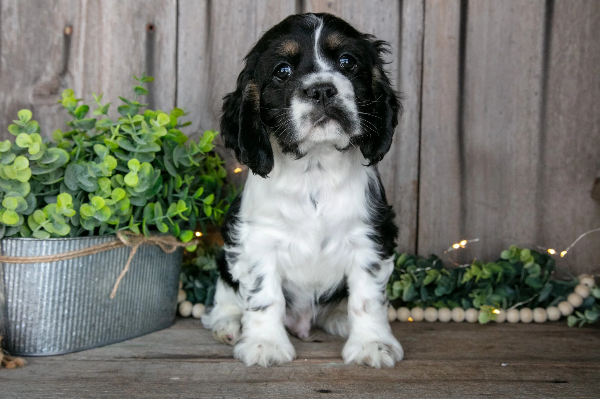 Benny - Sold