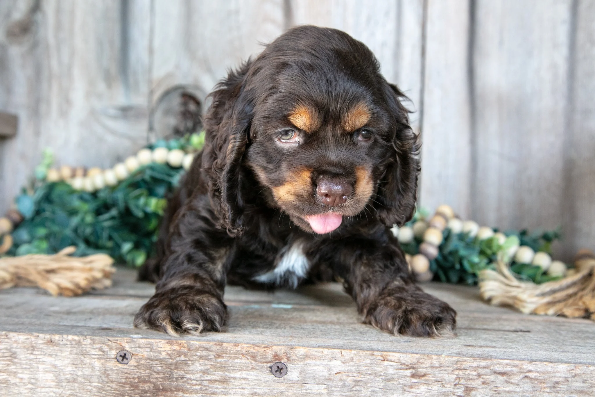 Archie - $995