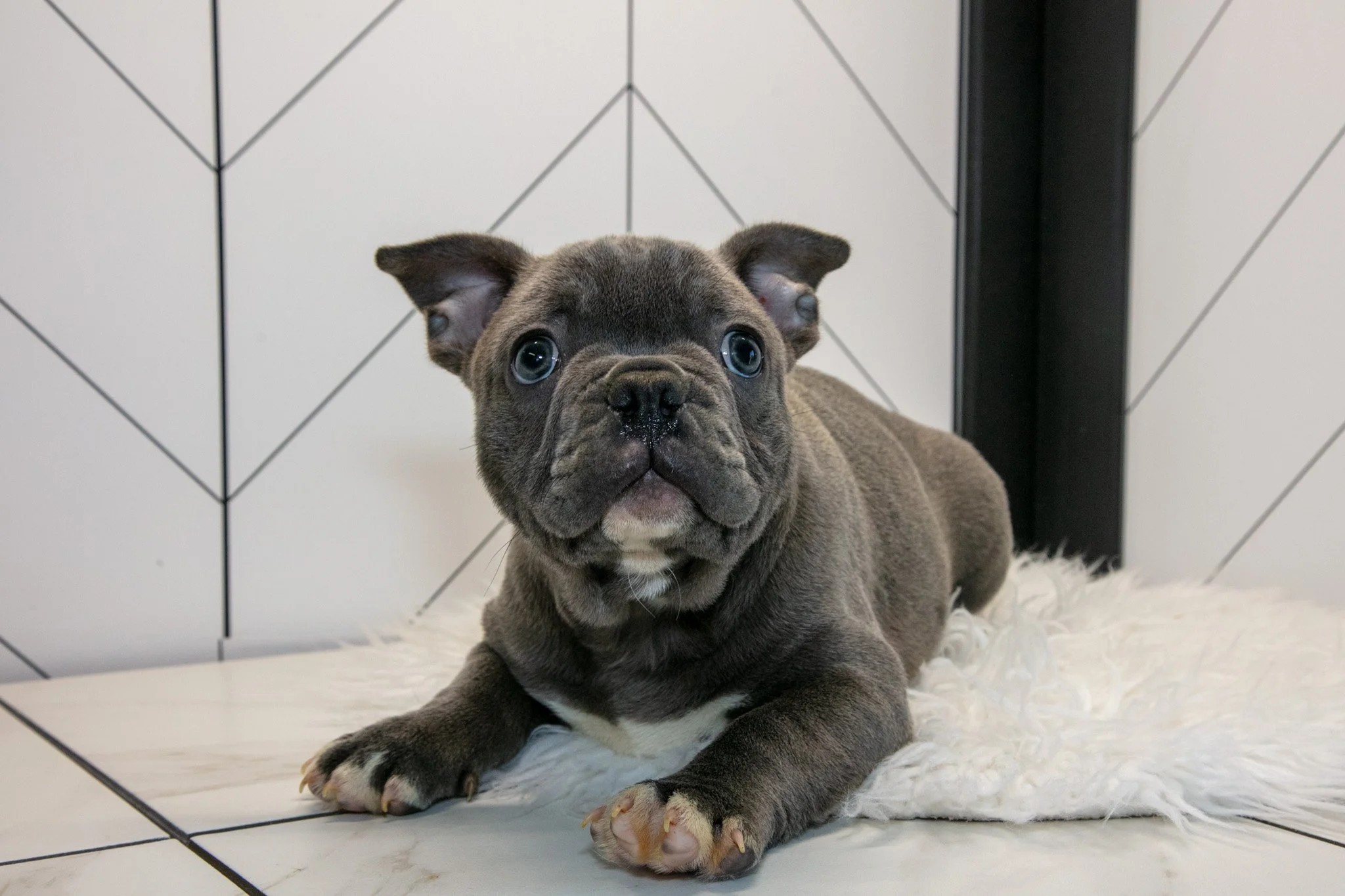 Vinny - $950