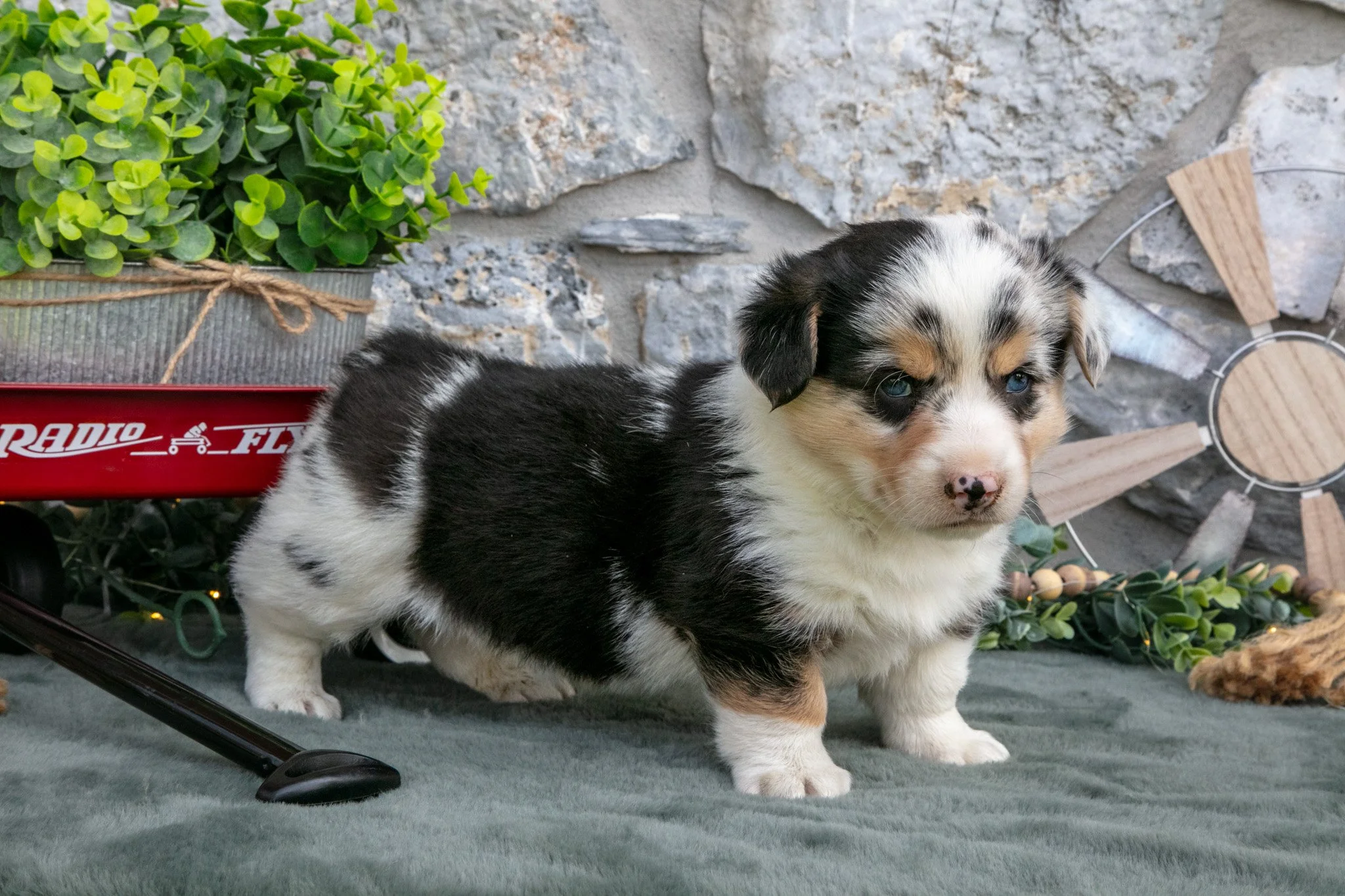 Oliver - $1,100
