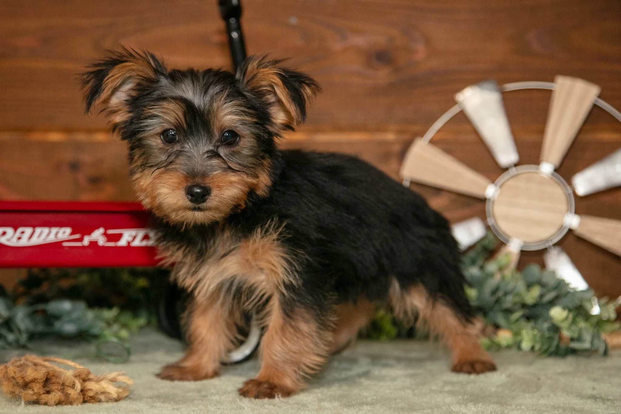 Louie - $800