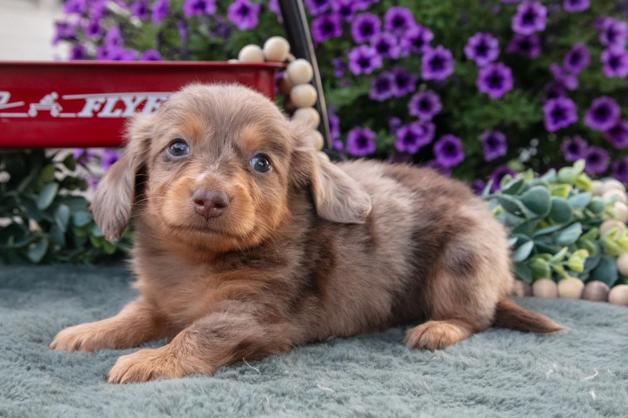 Clementine - $2,000