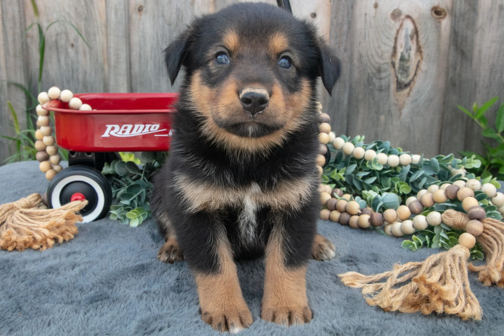 Grace - $600