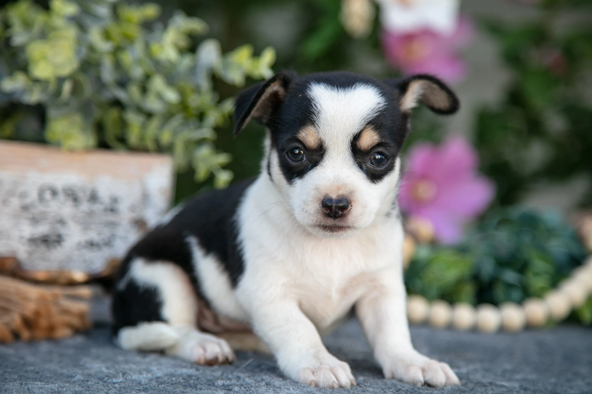 Teeny - $550