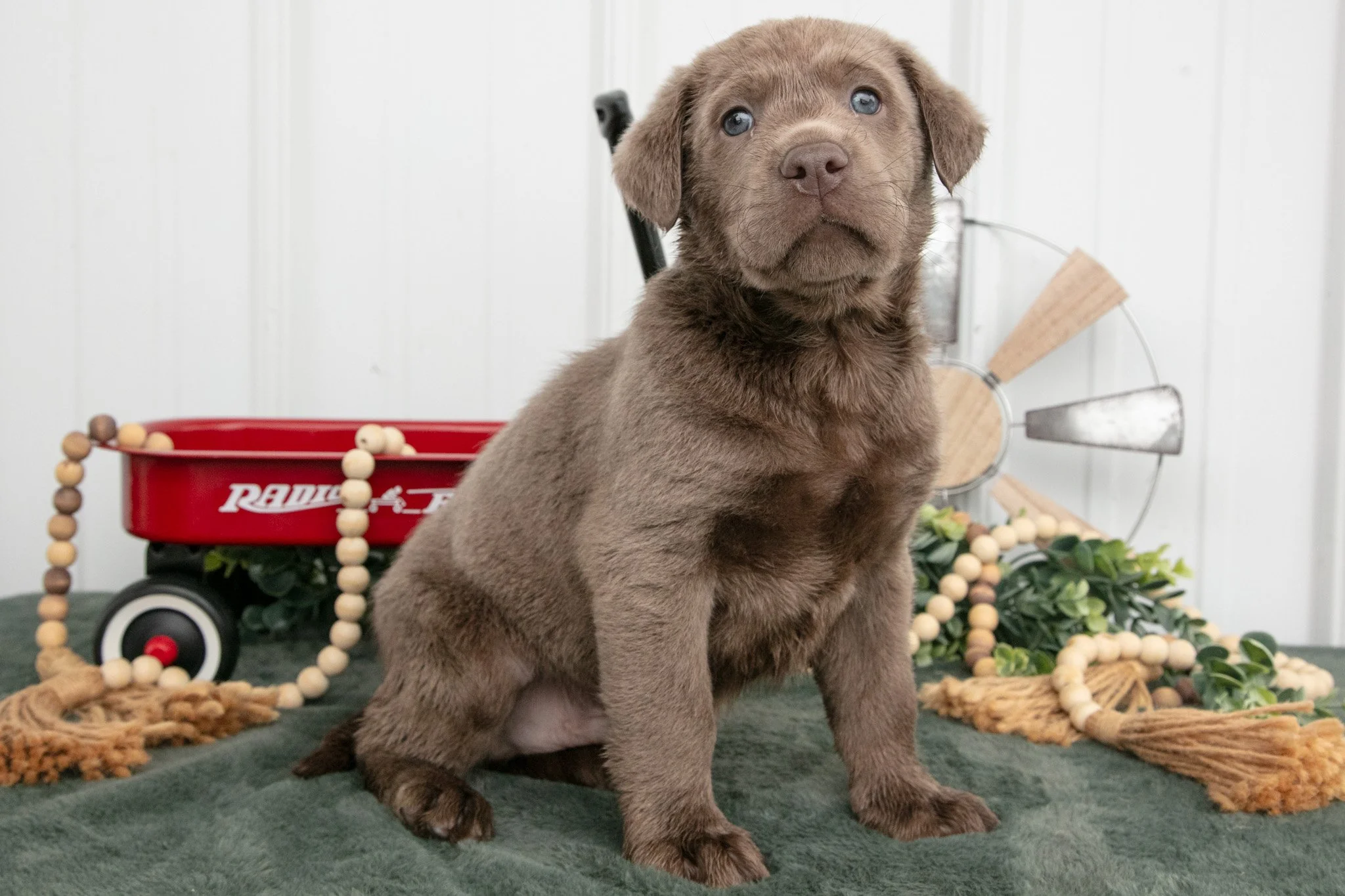 Brutus - $900