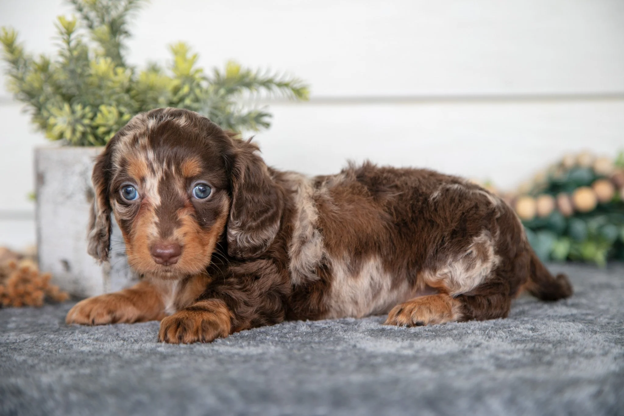 Wren - $2000