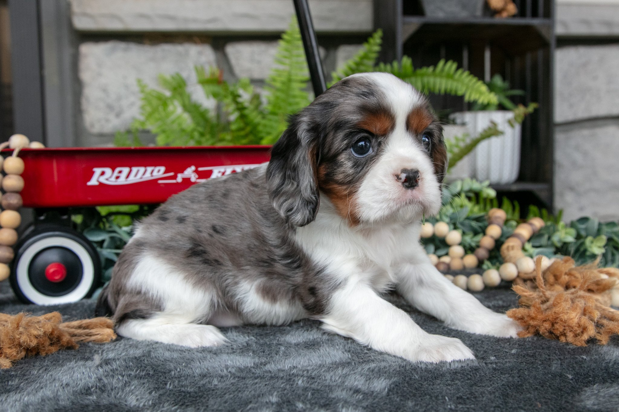 Kingston - $1,000