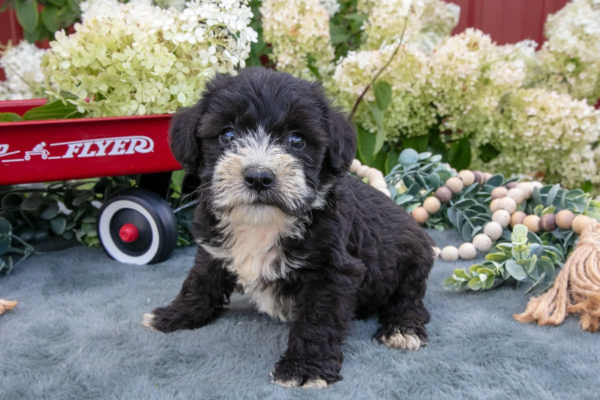 Kash - $950