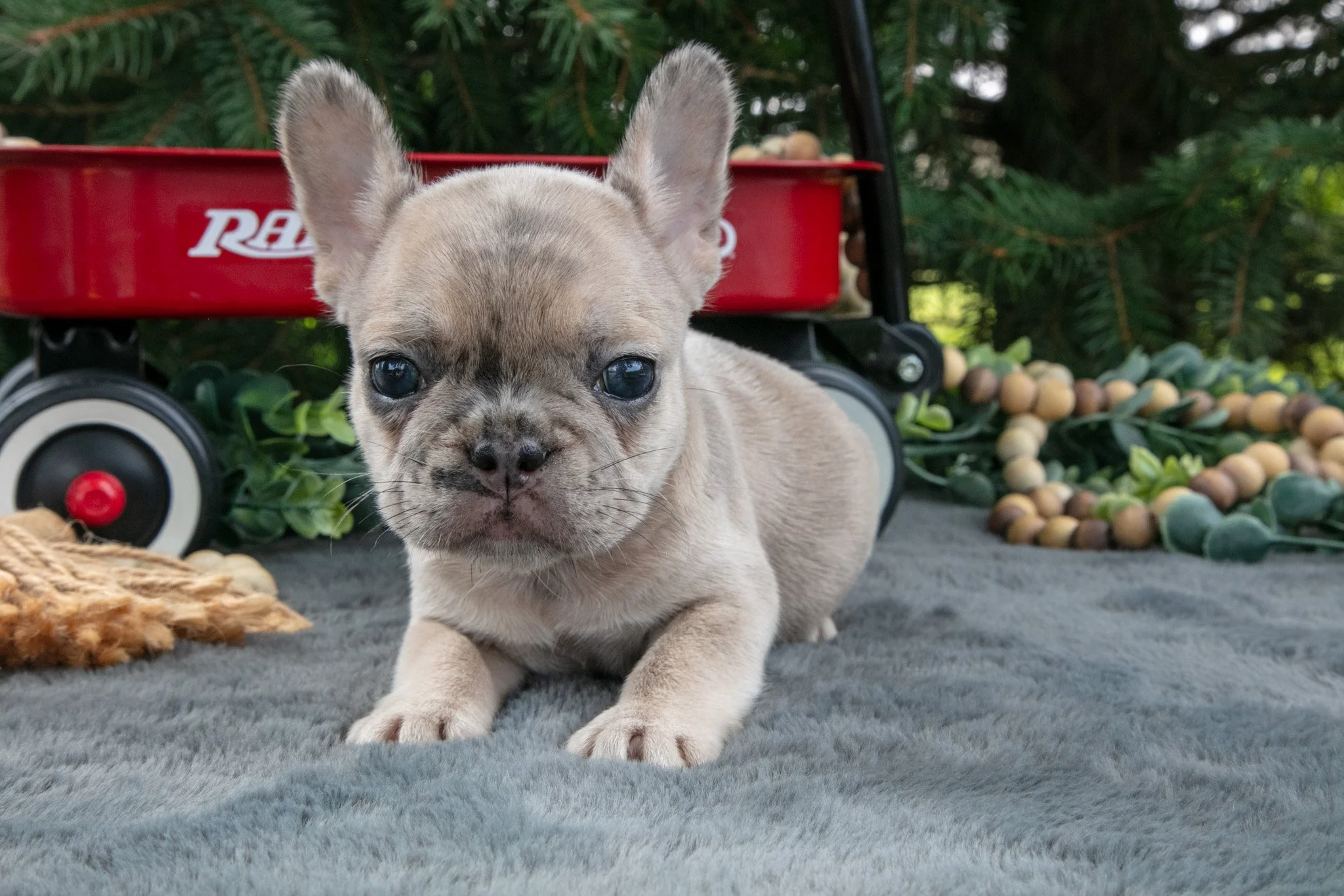 Fannie  - $1,500