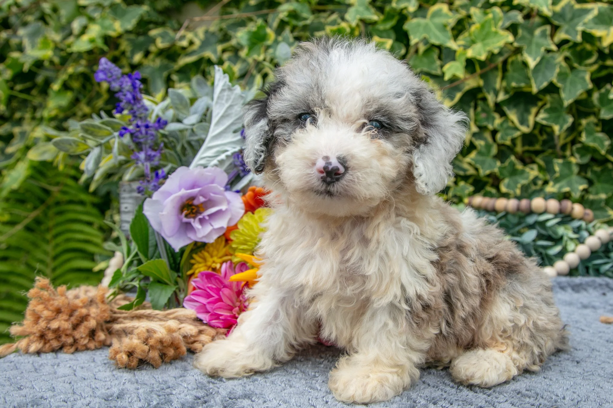 Bobby - $775