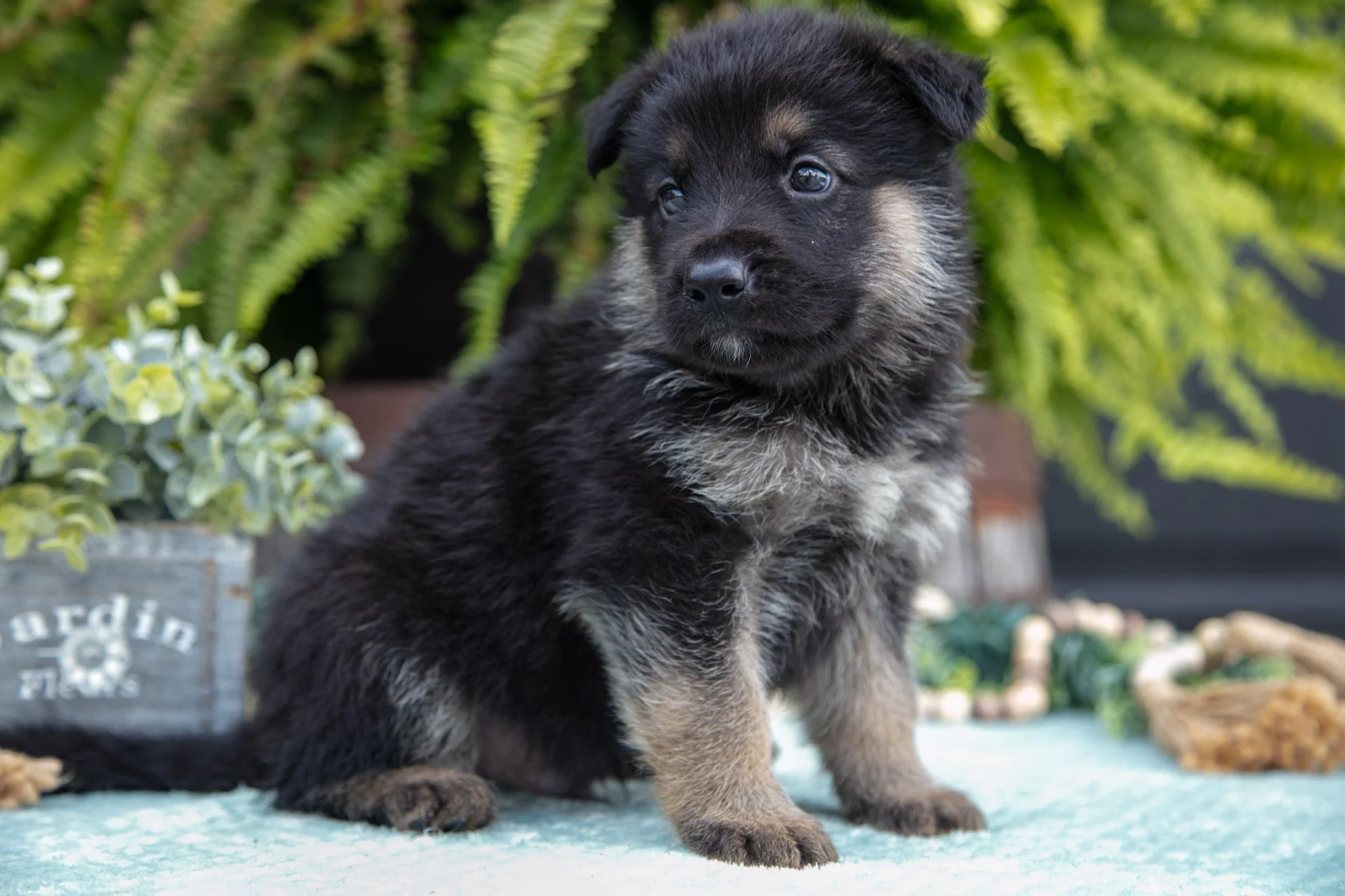 Axel- $750