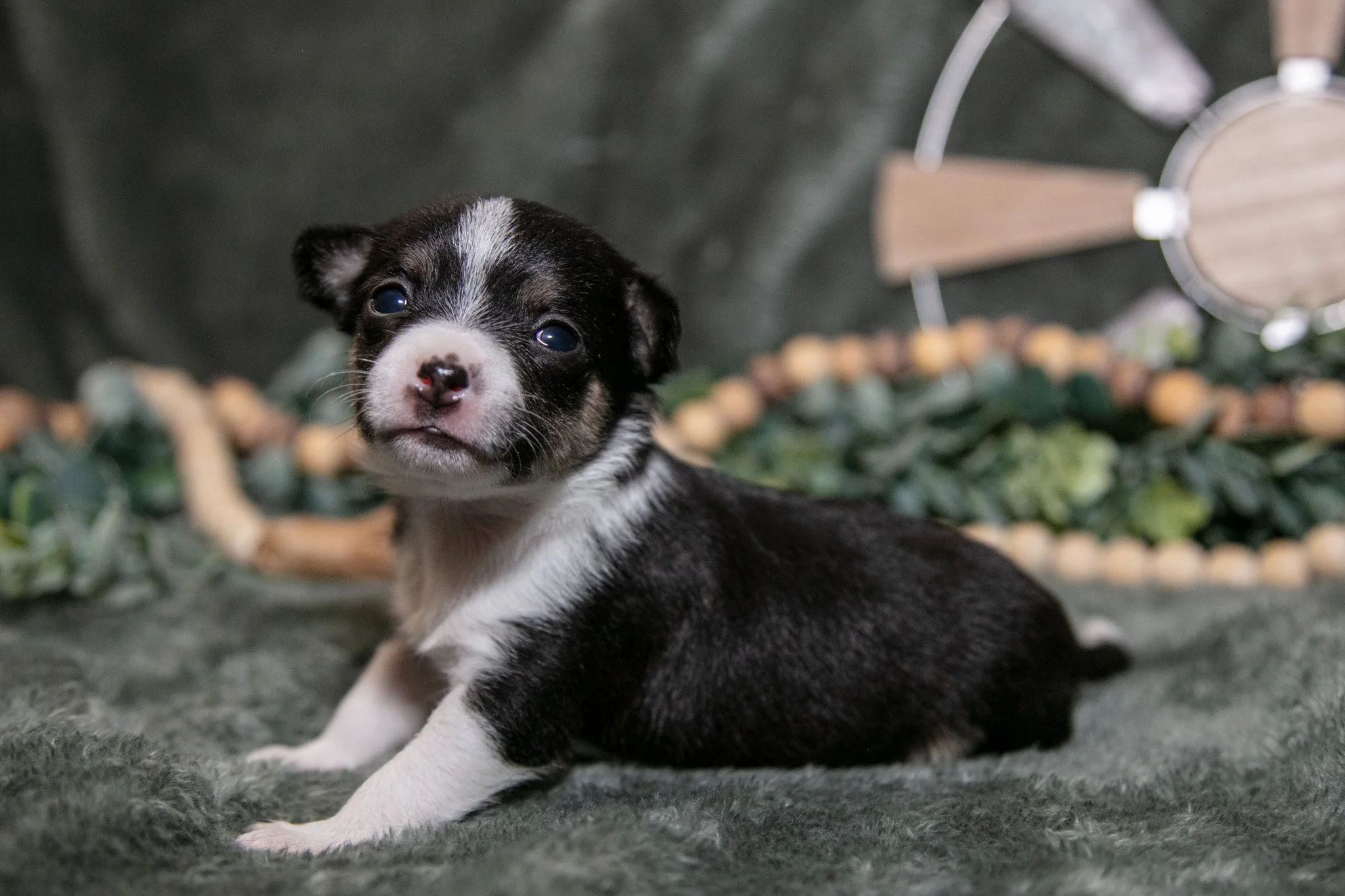 Nugget - $1,200