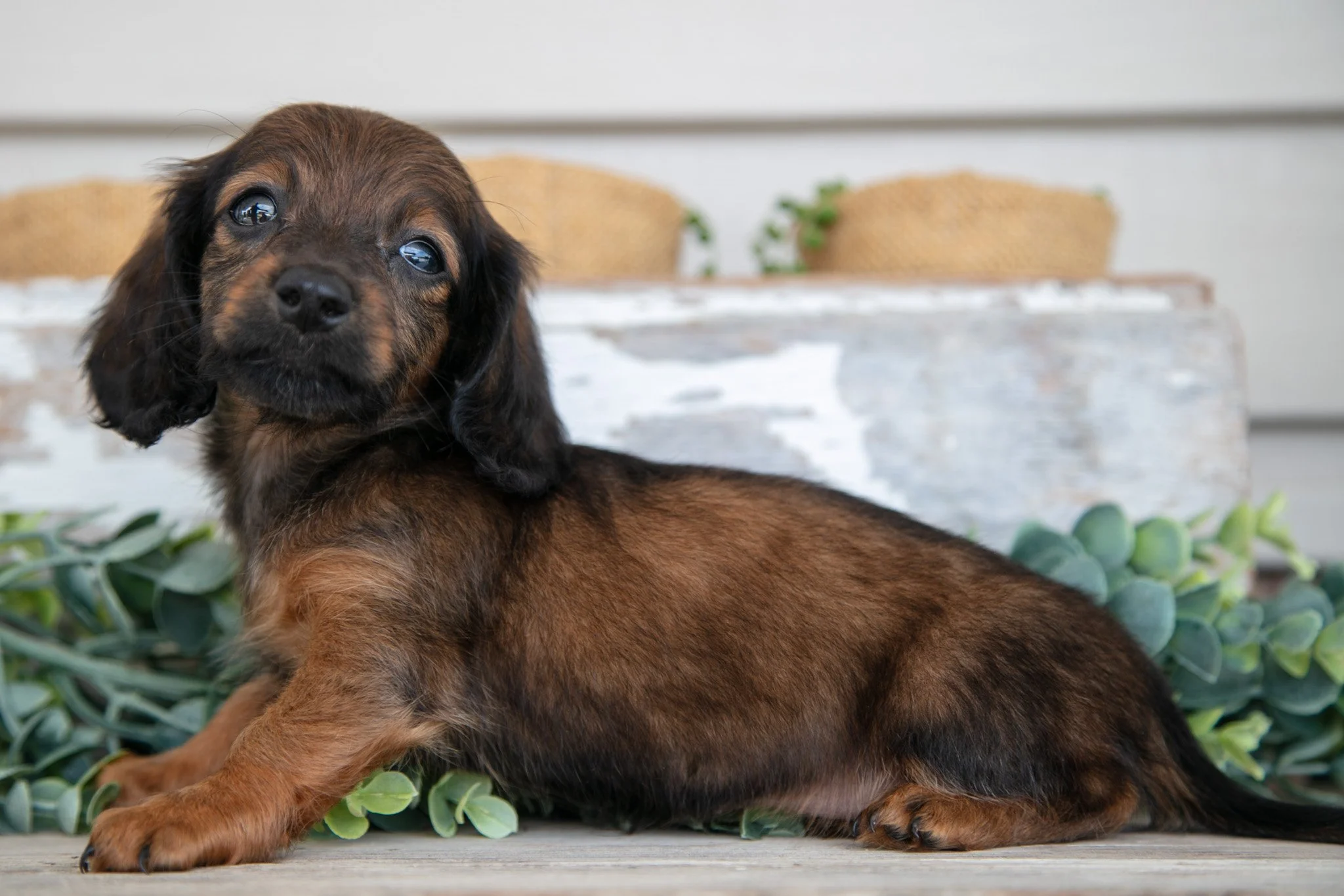 Lissy - $1000