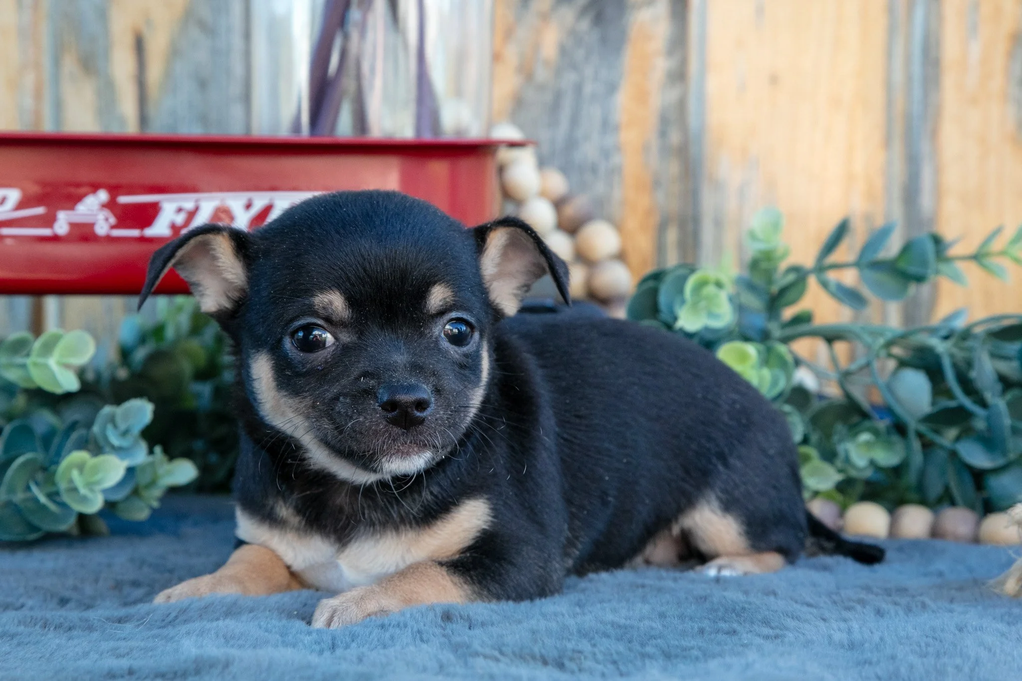 Hettie - $900