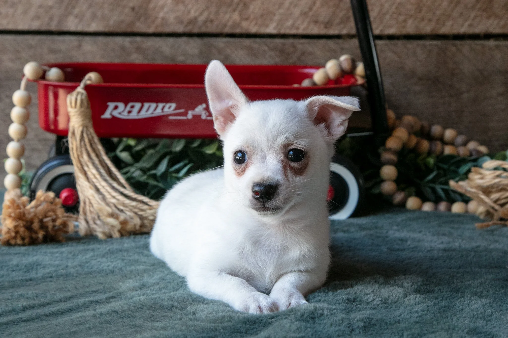 Preston - $800
