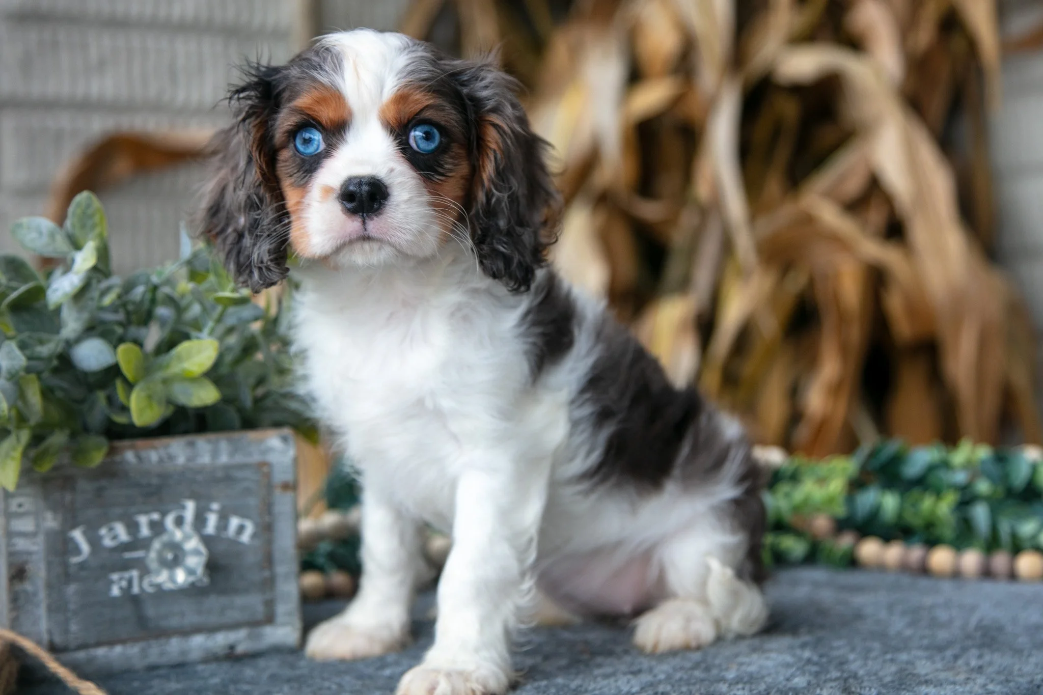 Pearl - $1500