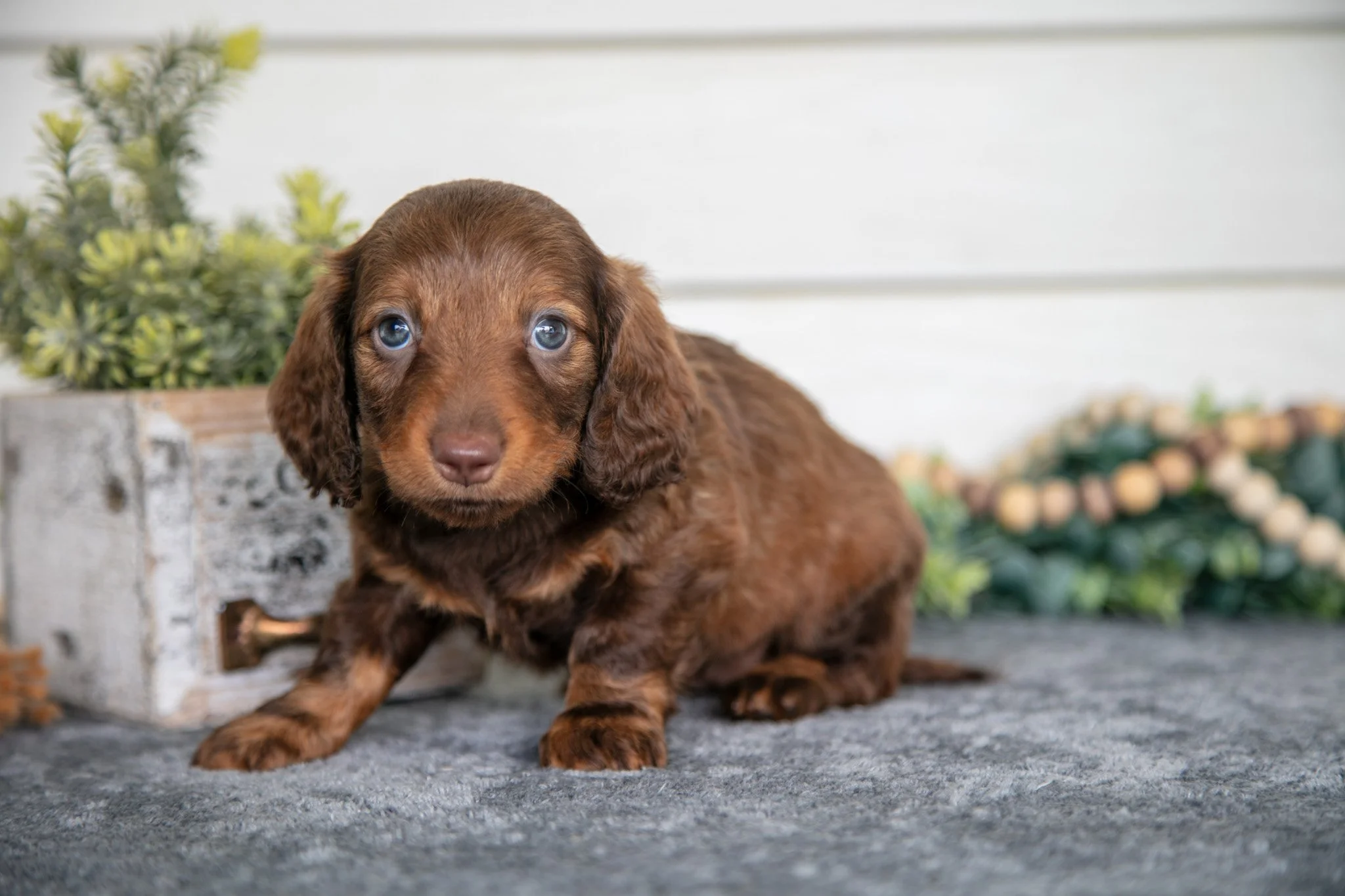 Waverly - $1400