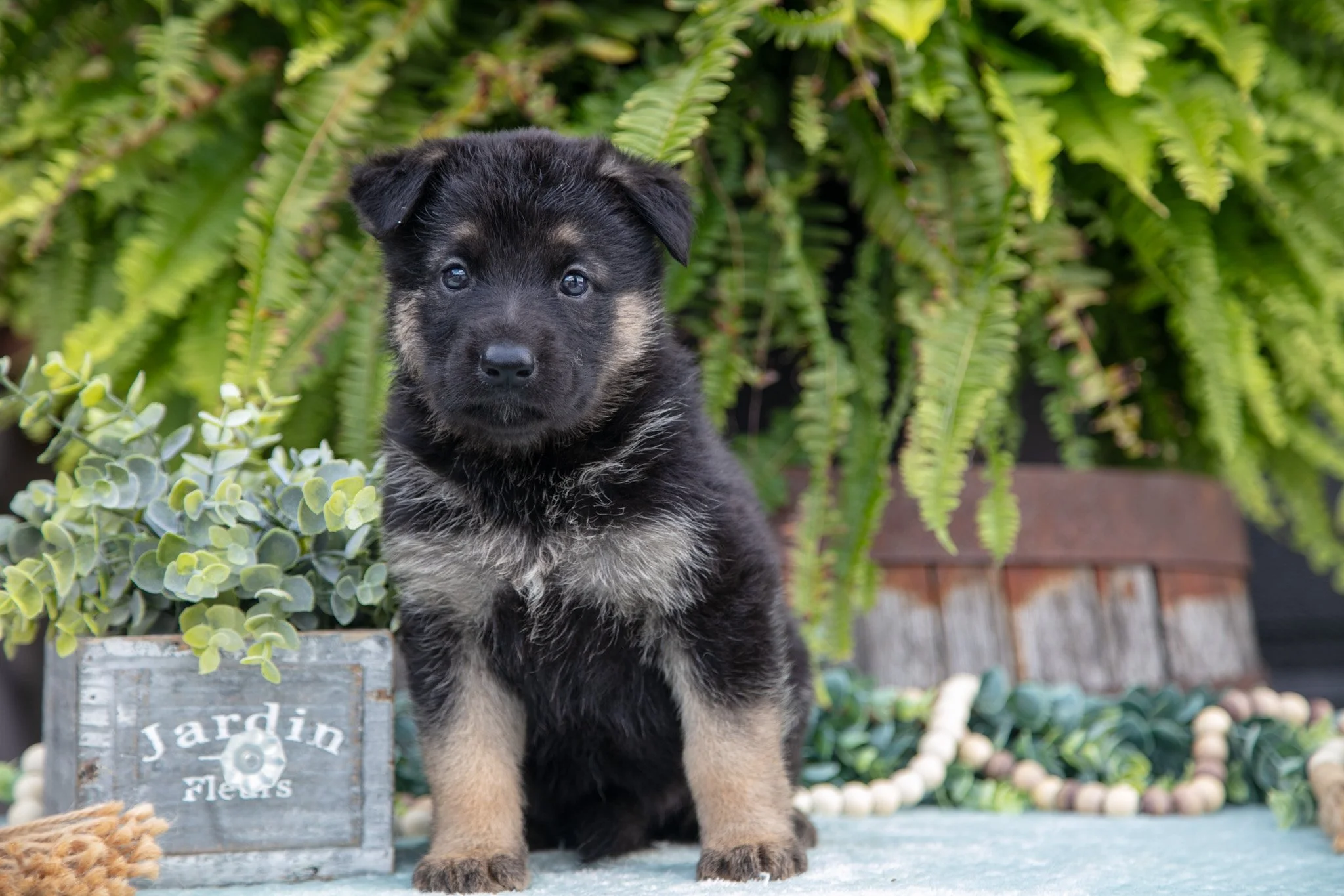 Arya - $750