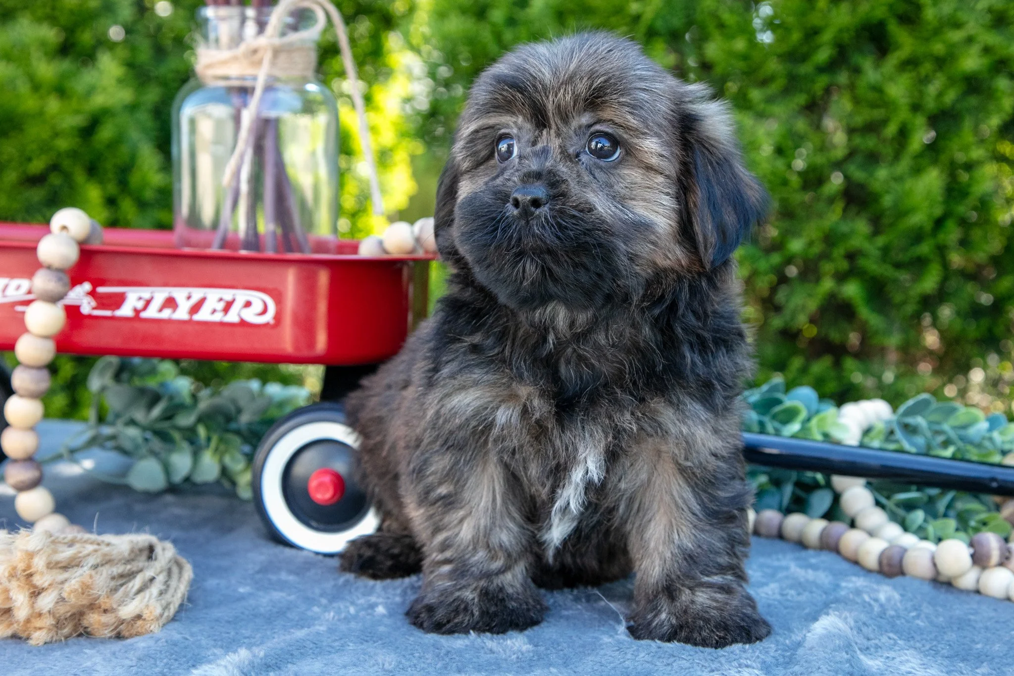 Benny - $450