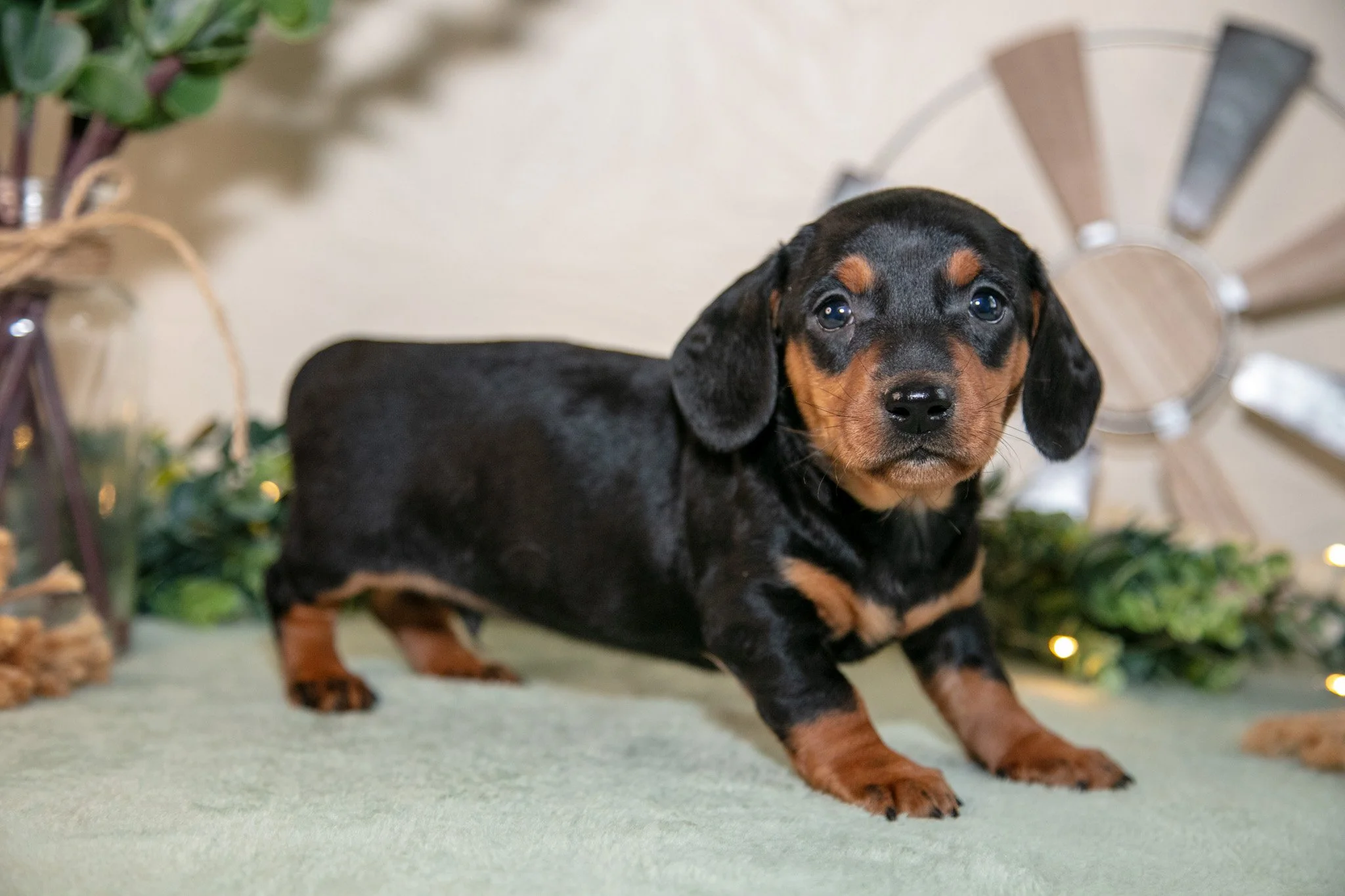 Skylar - $1,000