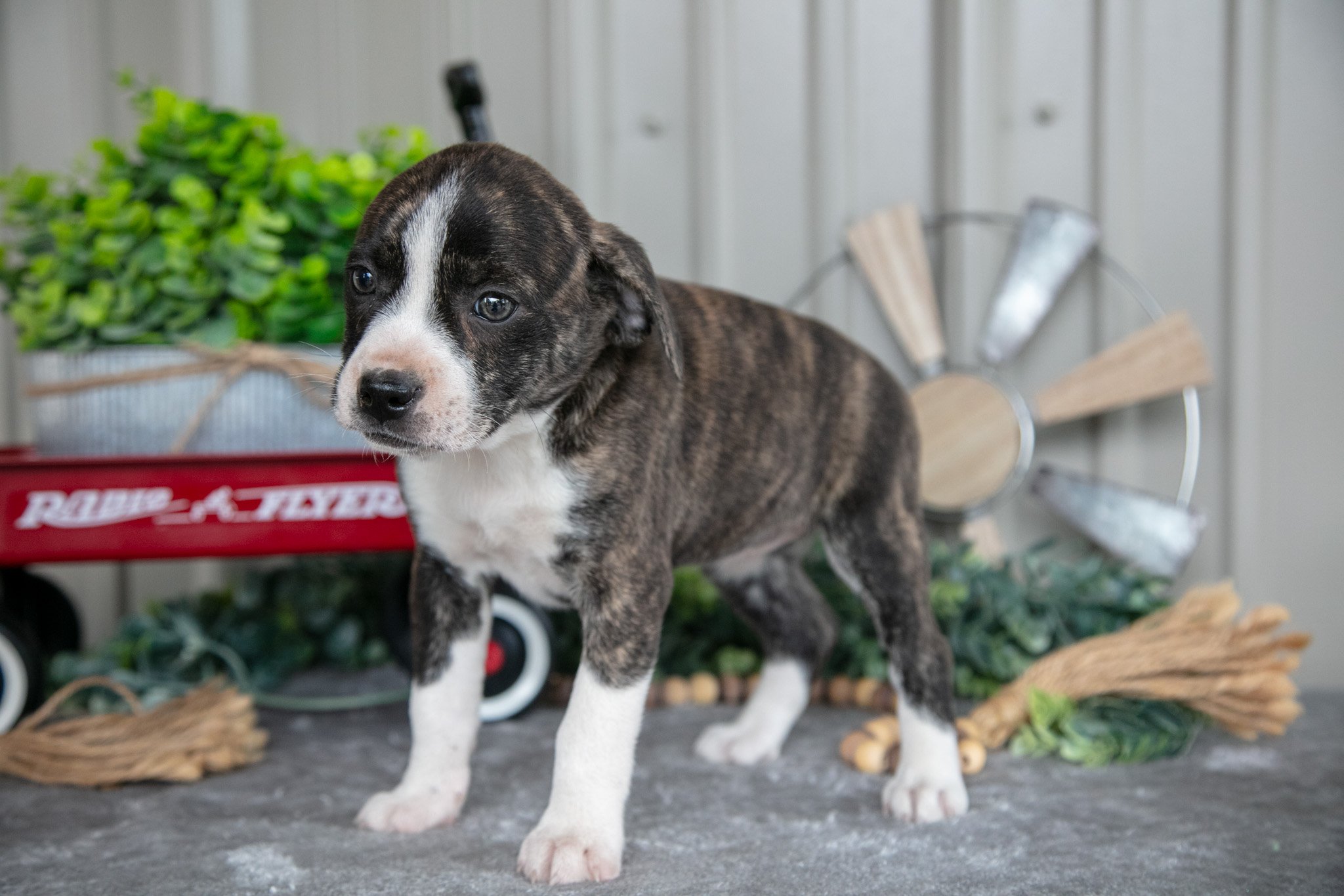 Sugar - $150