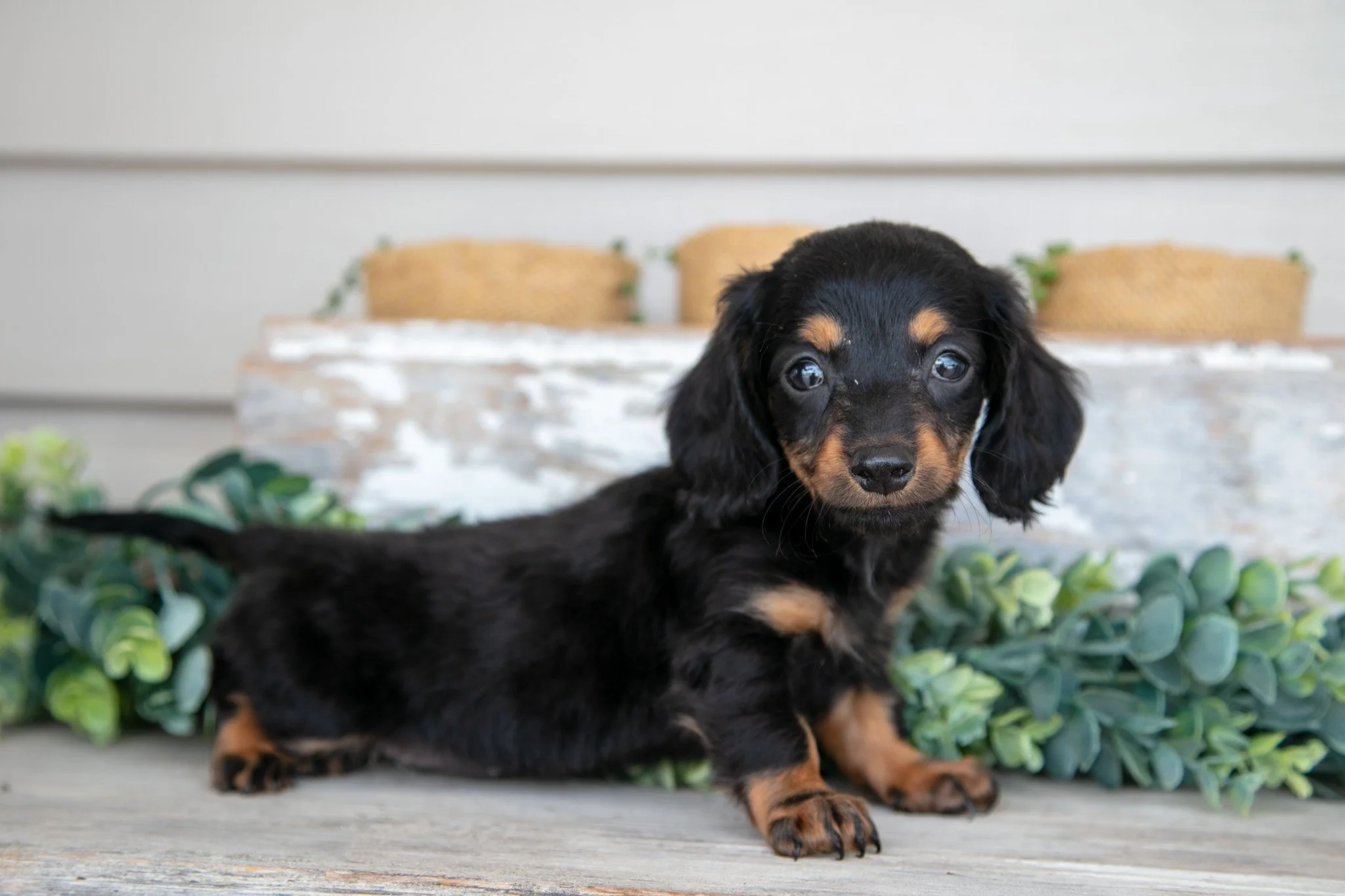 Lillian - $1000