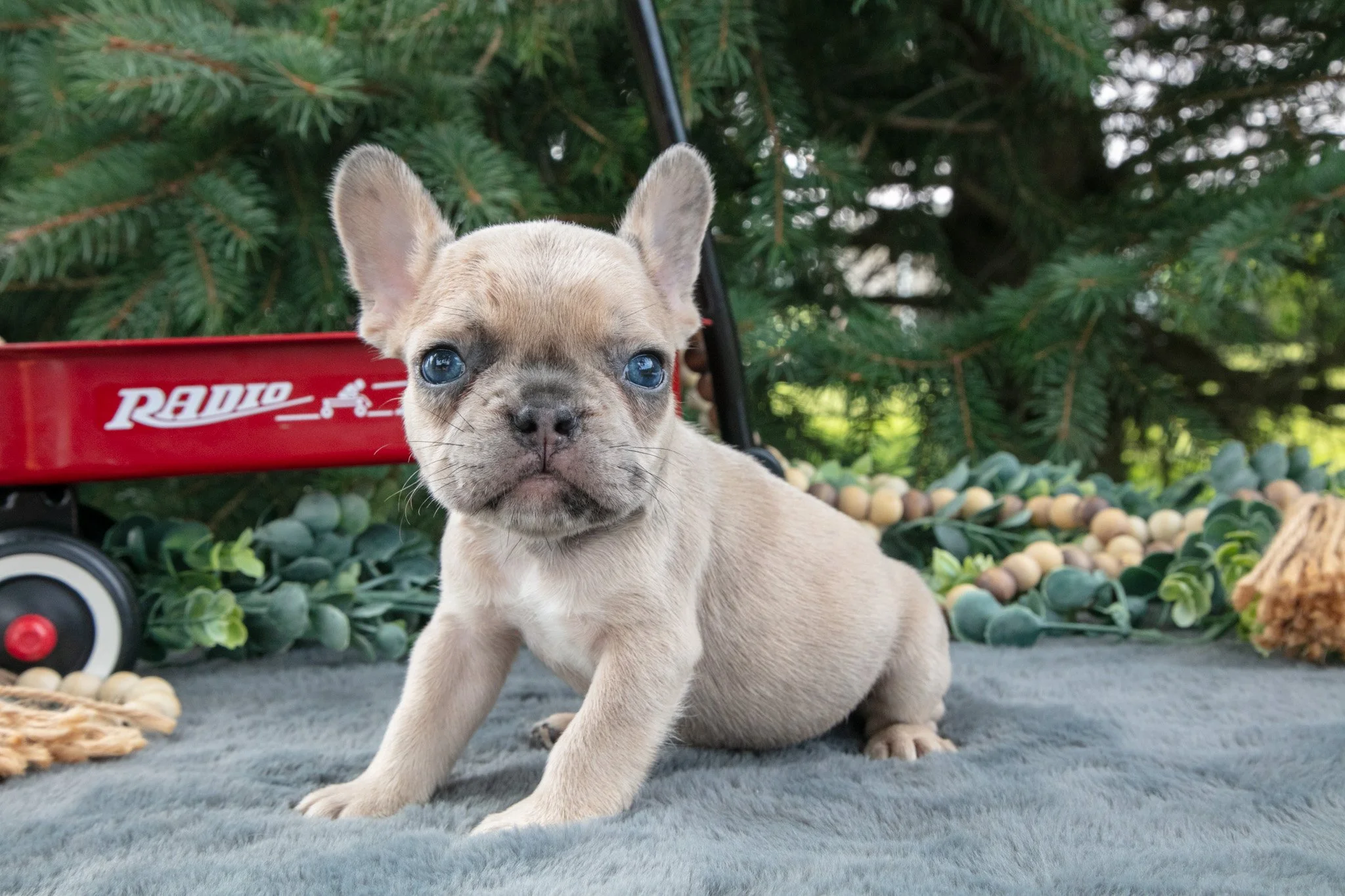 Frankie  - $1,300