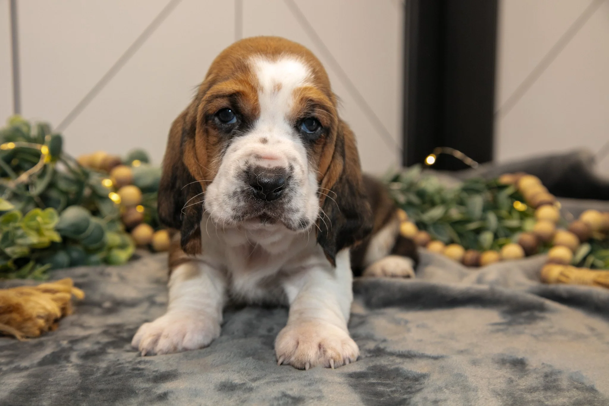 Gunner - Sold