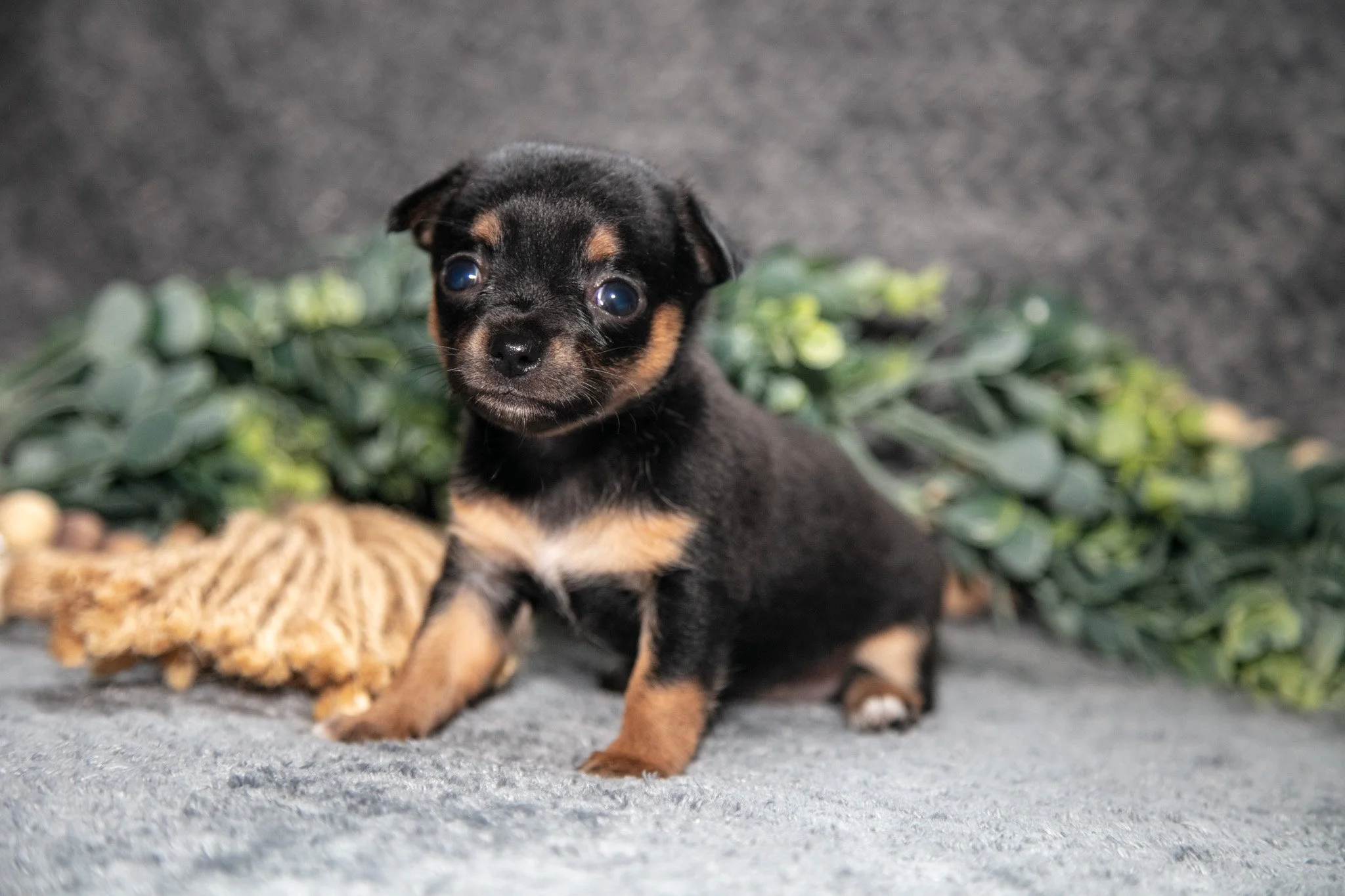 Marnie - Sold