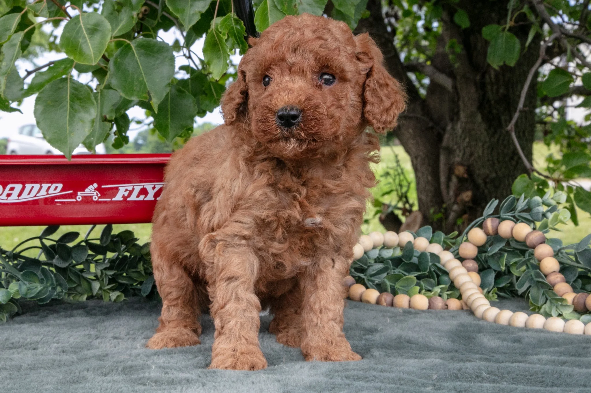 Stan - $650