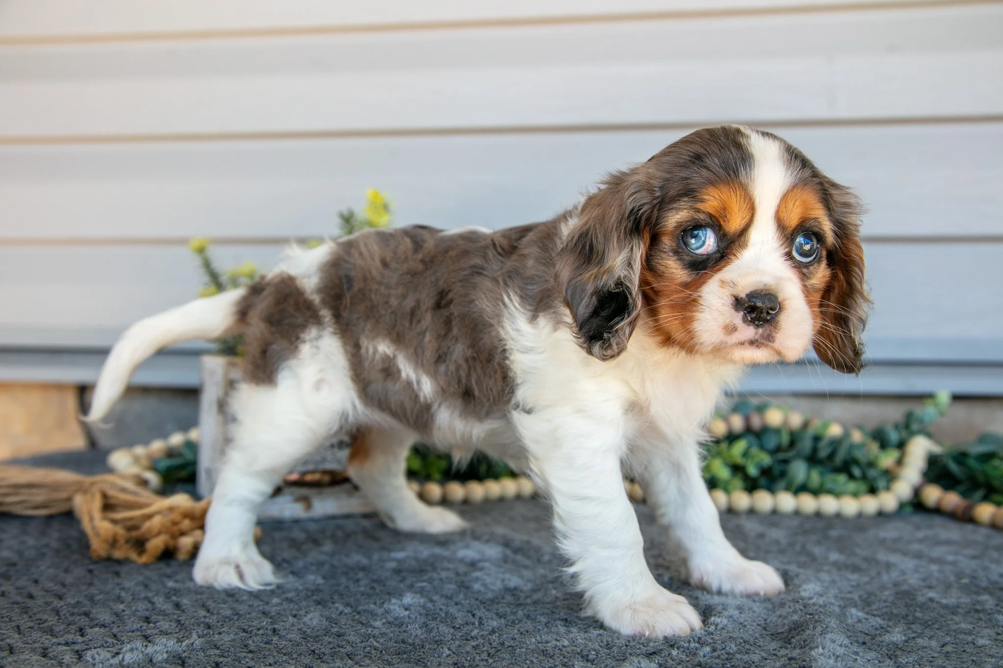 Sasha - $1400