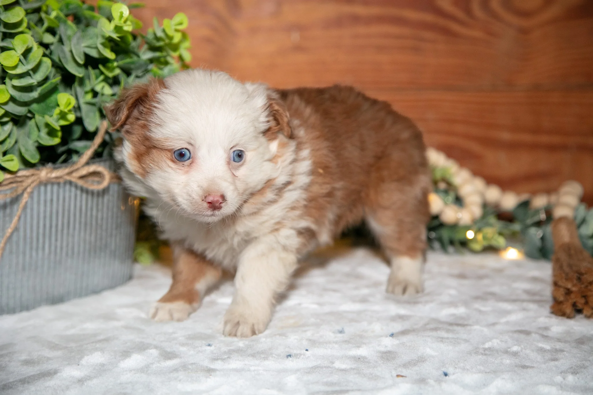 Tootsie - $995