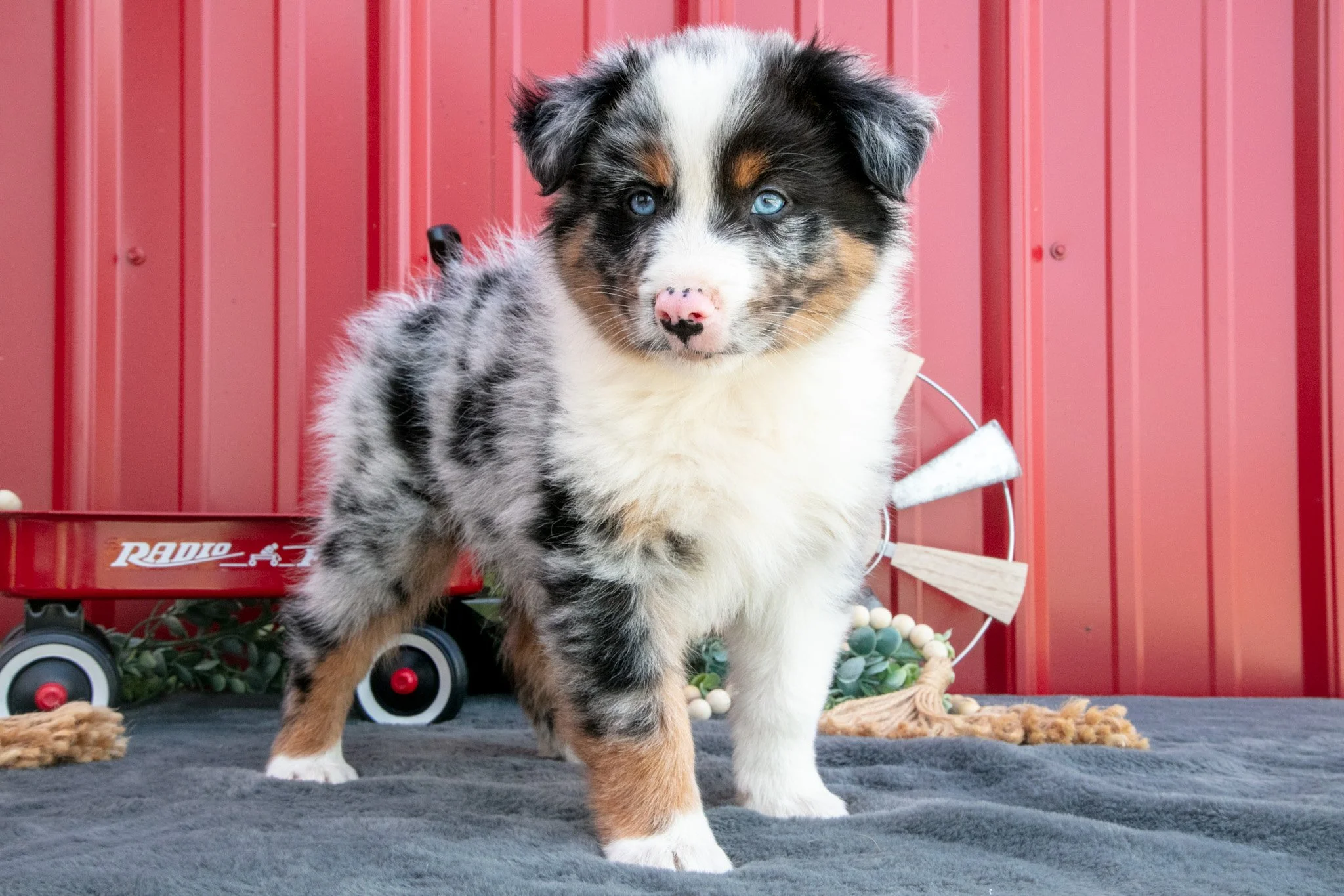 Rocket - $795