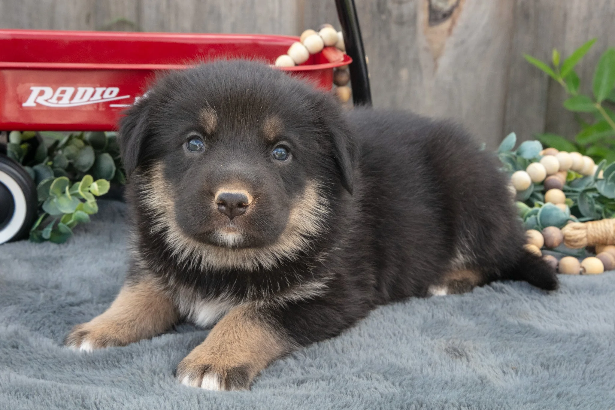 Gus - $600