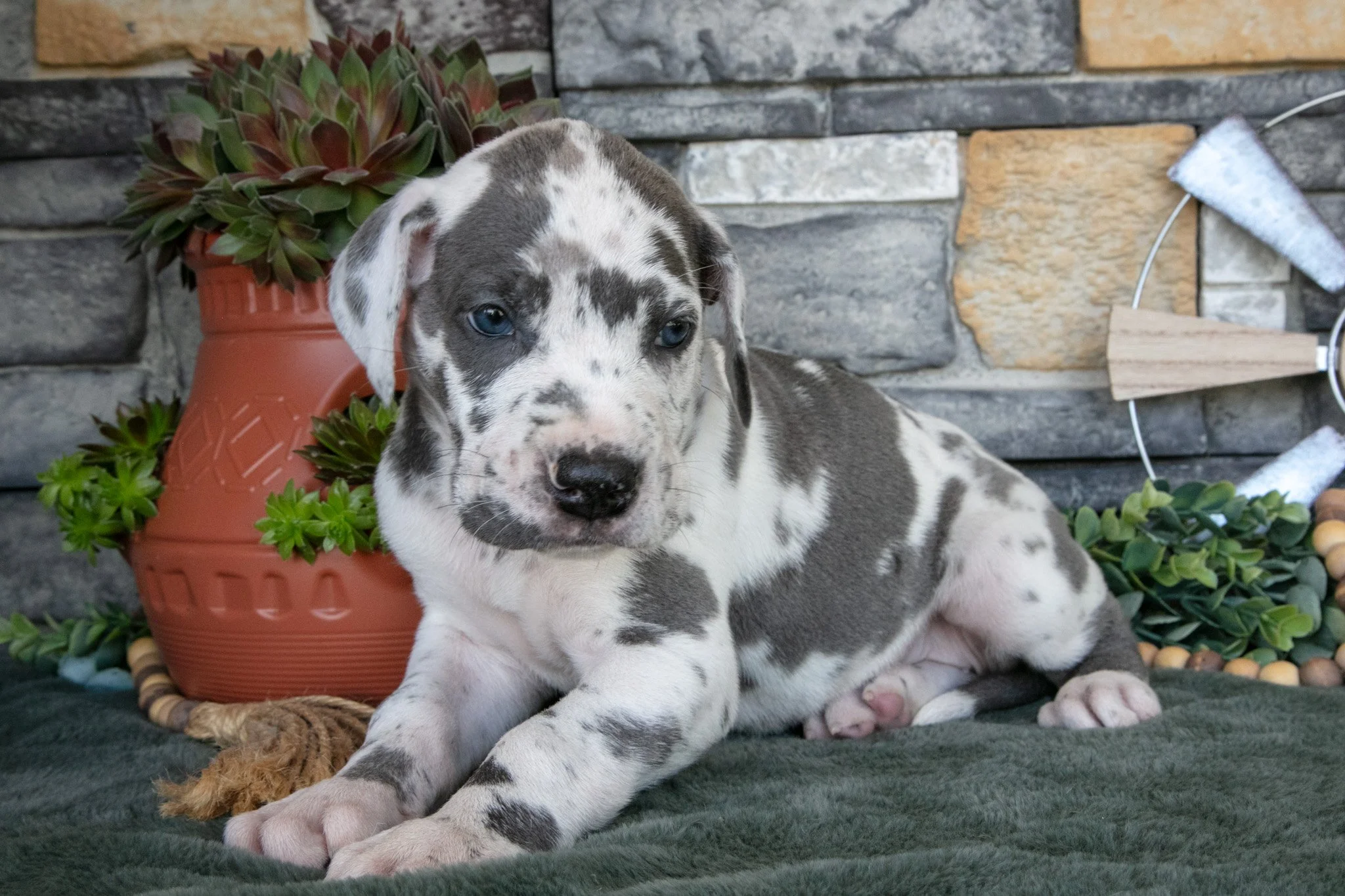Dixie - $1,800
