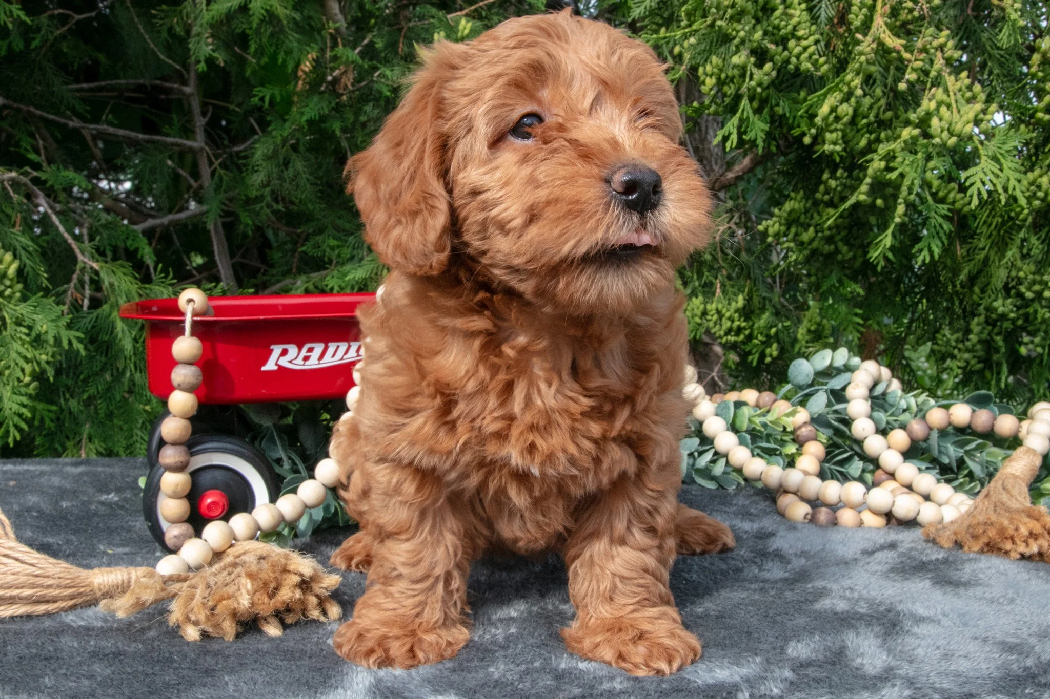 Brooke - $550