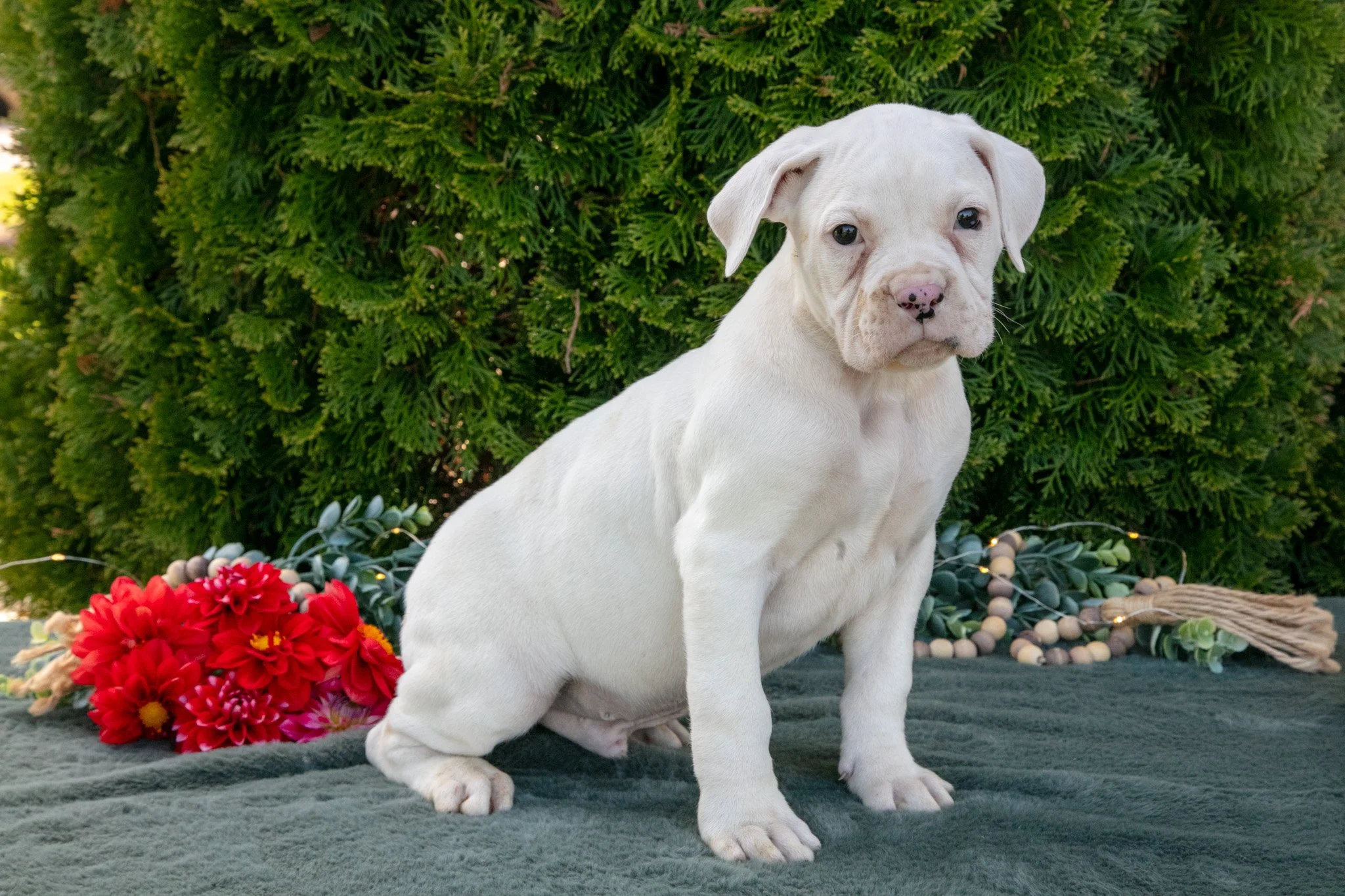 Max - Sold