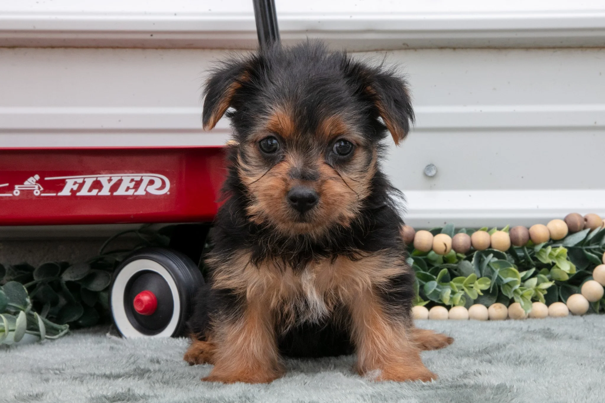 Jackie - $650