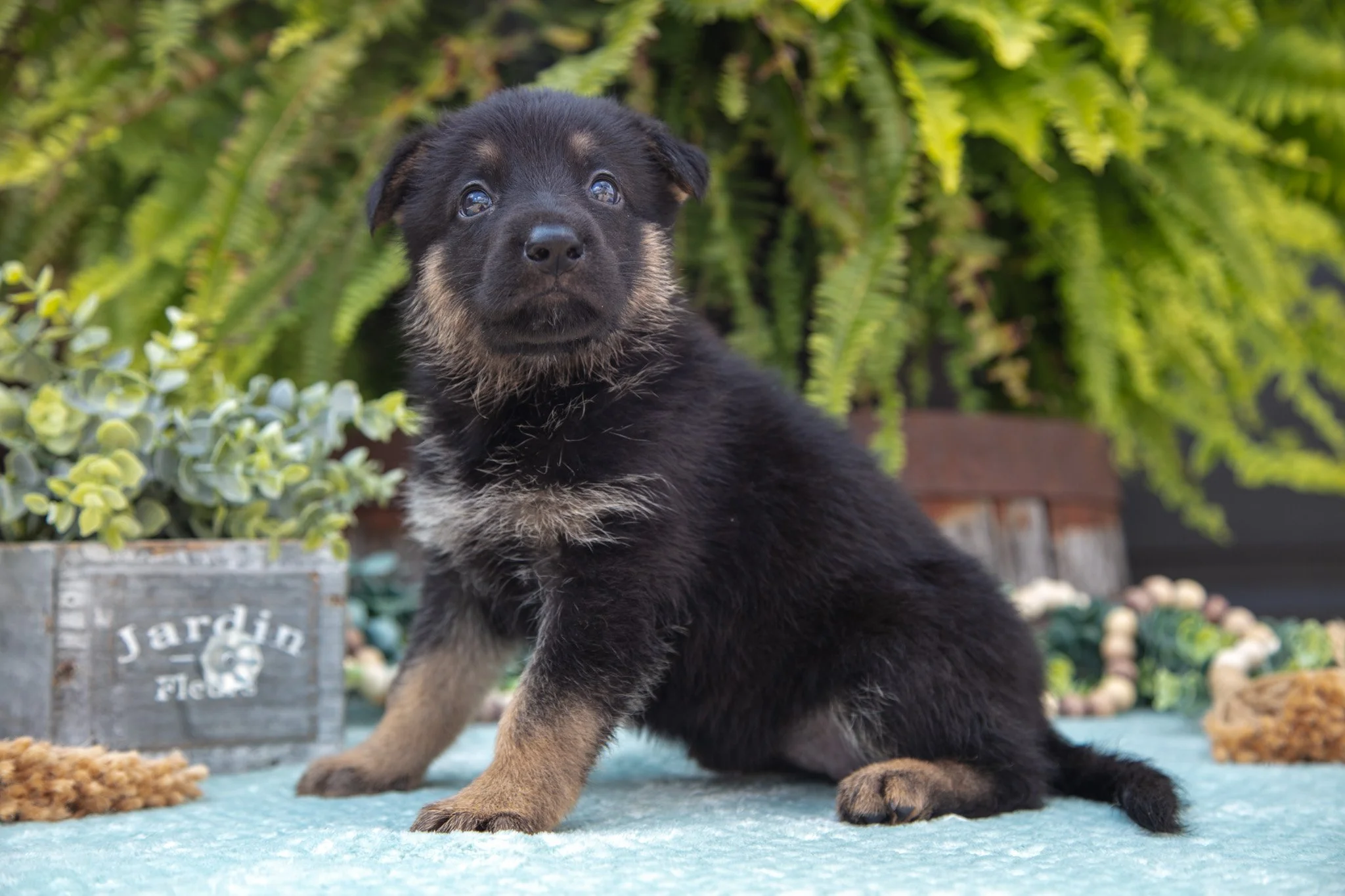 Addie - $750