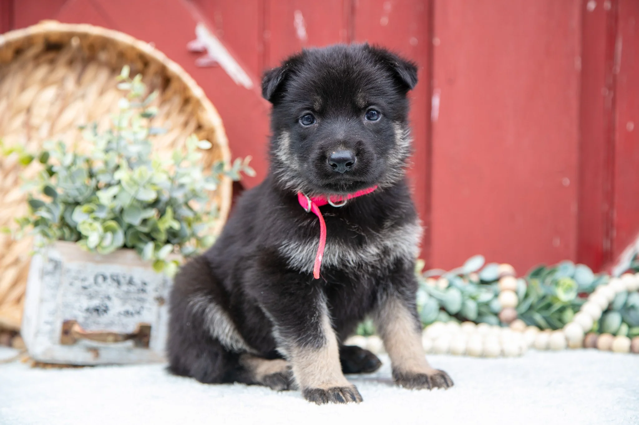 Skipper - $700