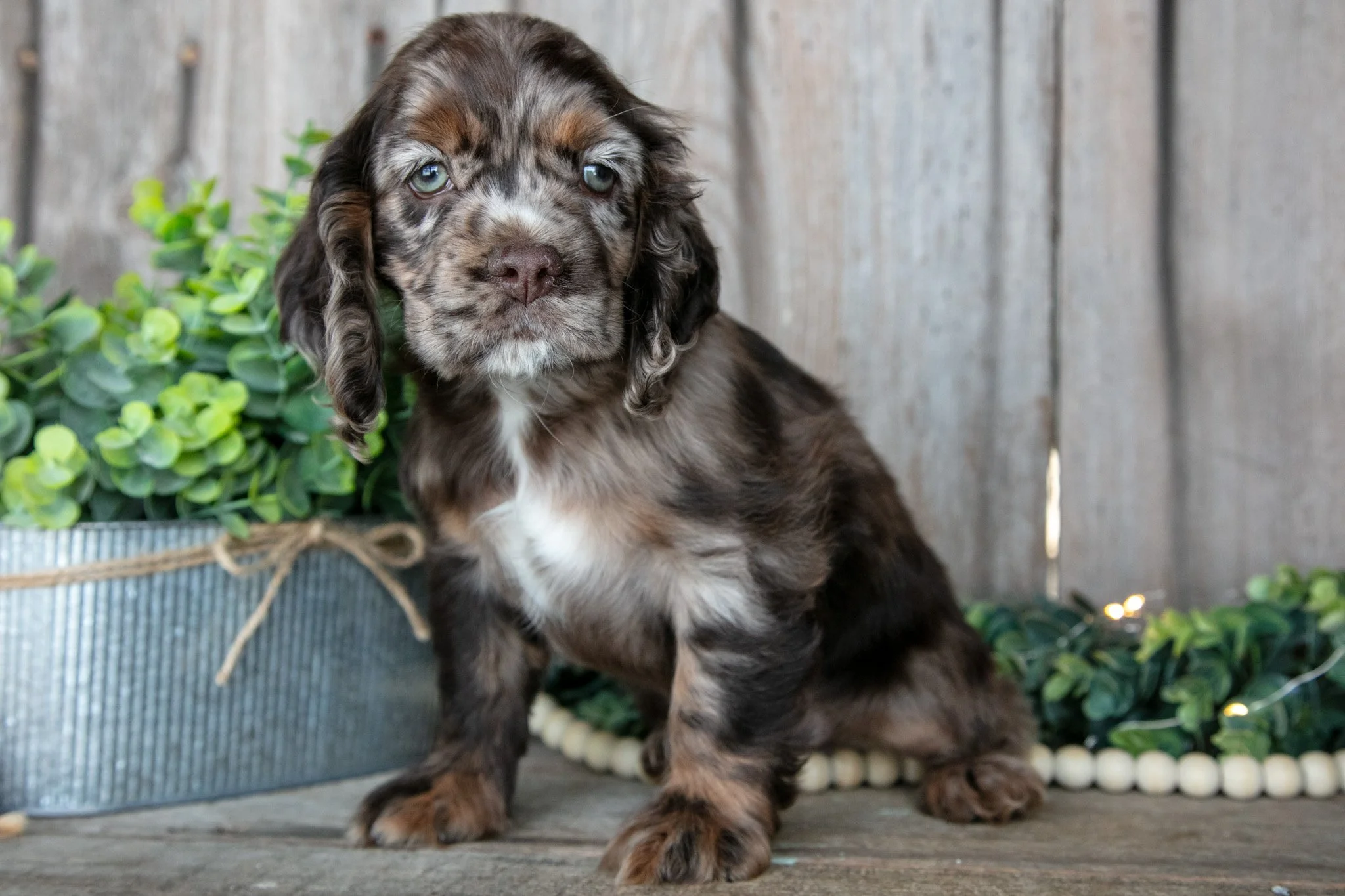 Bandit - Sold
