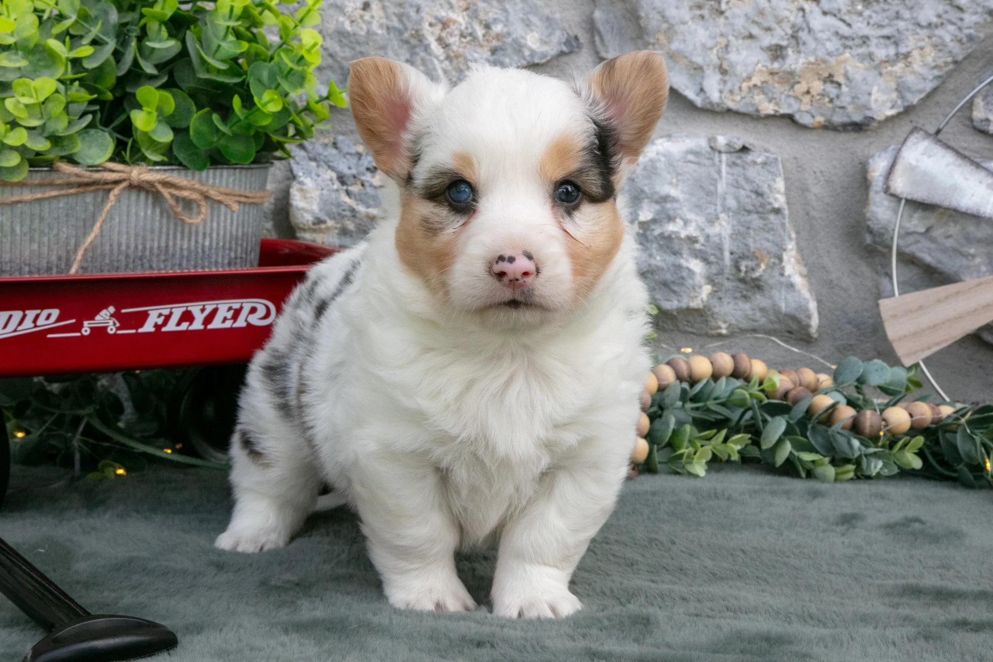 Asha - $1,100