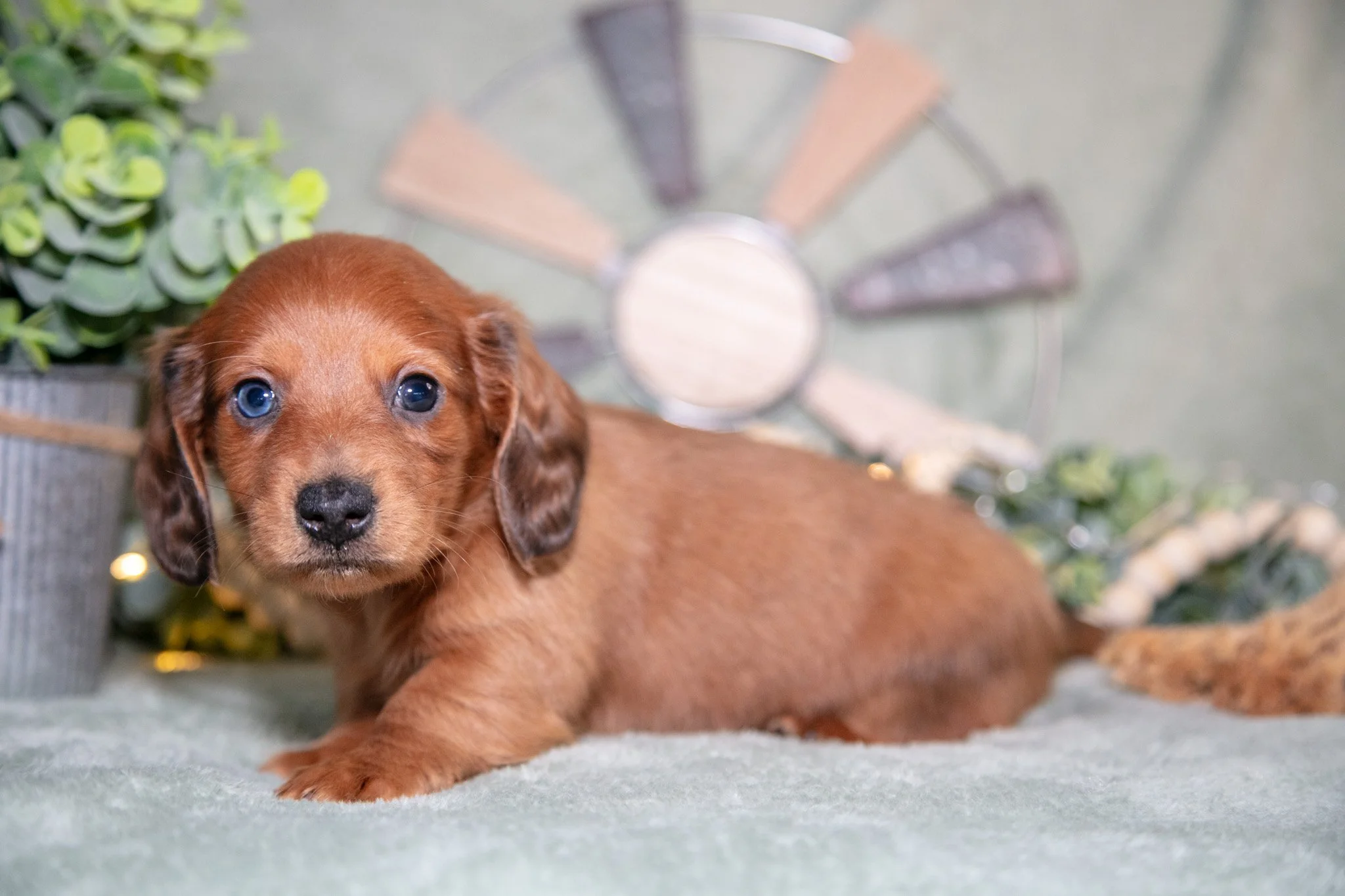 Fido - $1,050