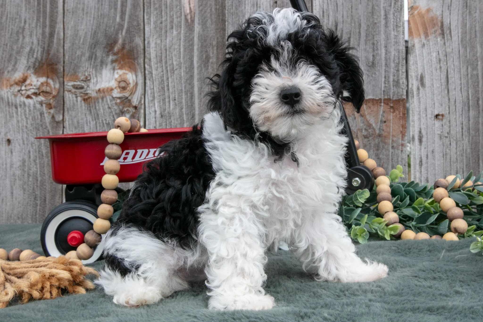 Peter - $750