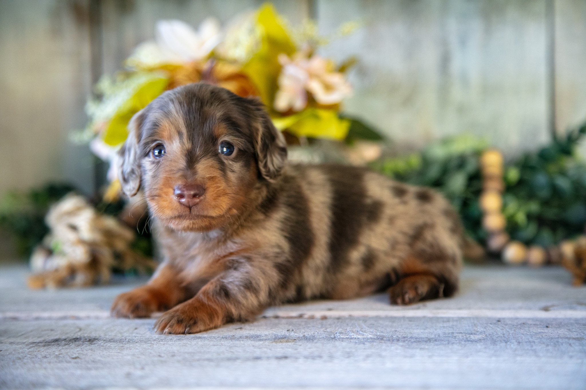 Puddin - $2,200