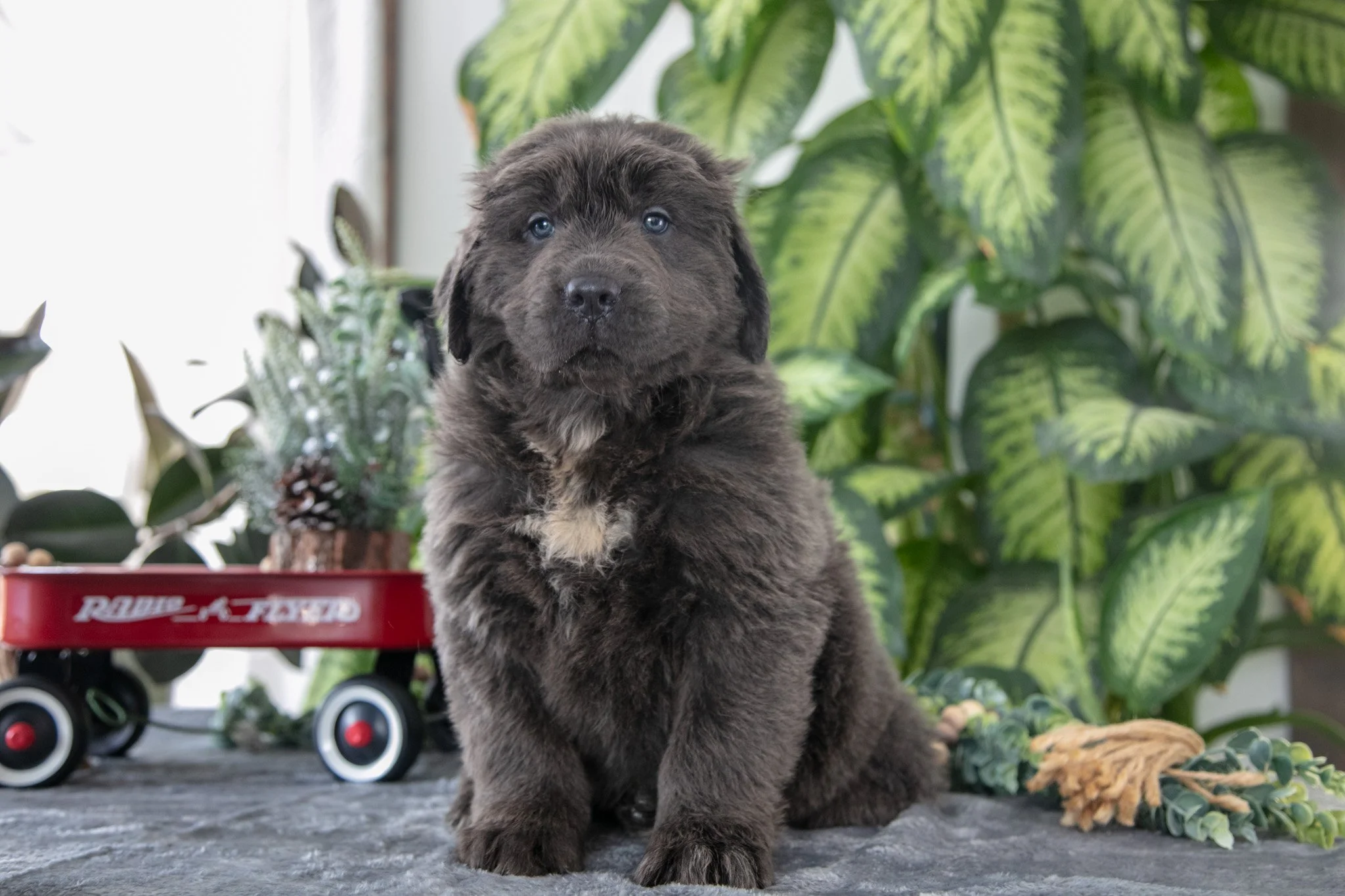 Stone - $1500