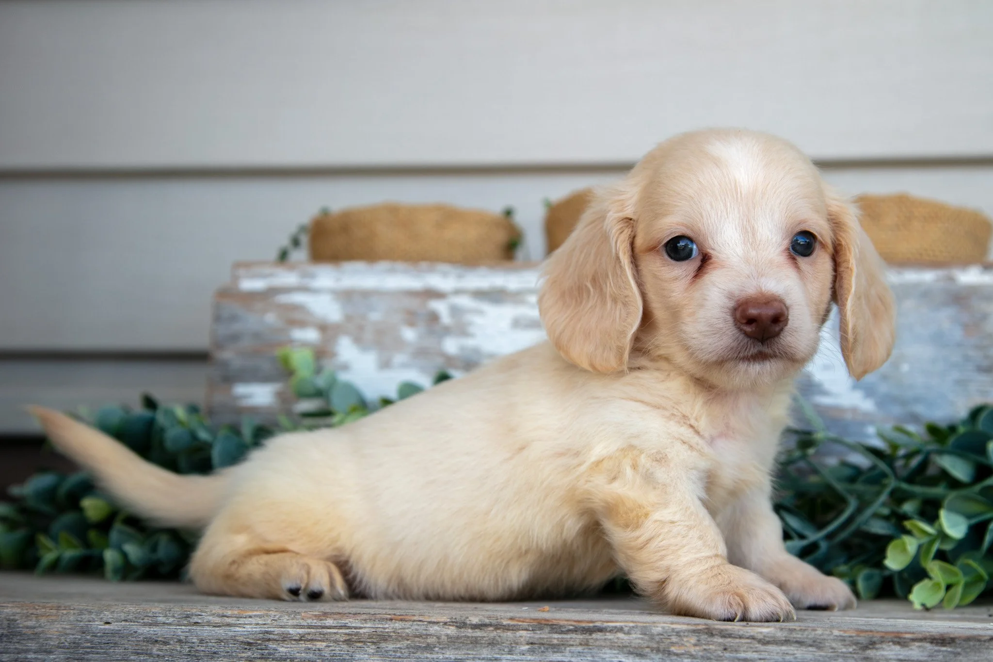 Caden - $1395